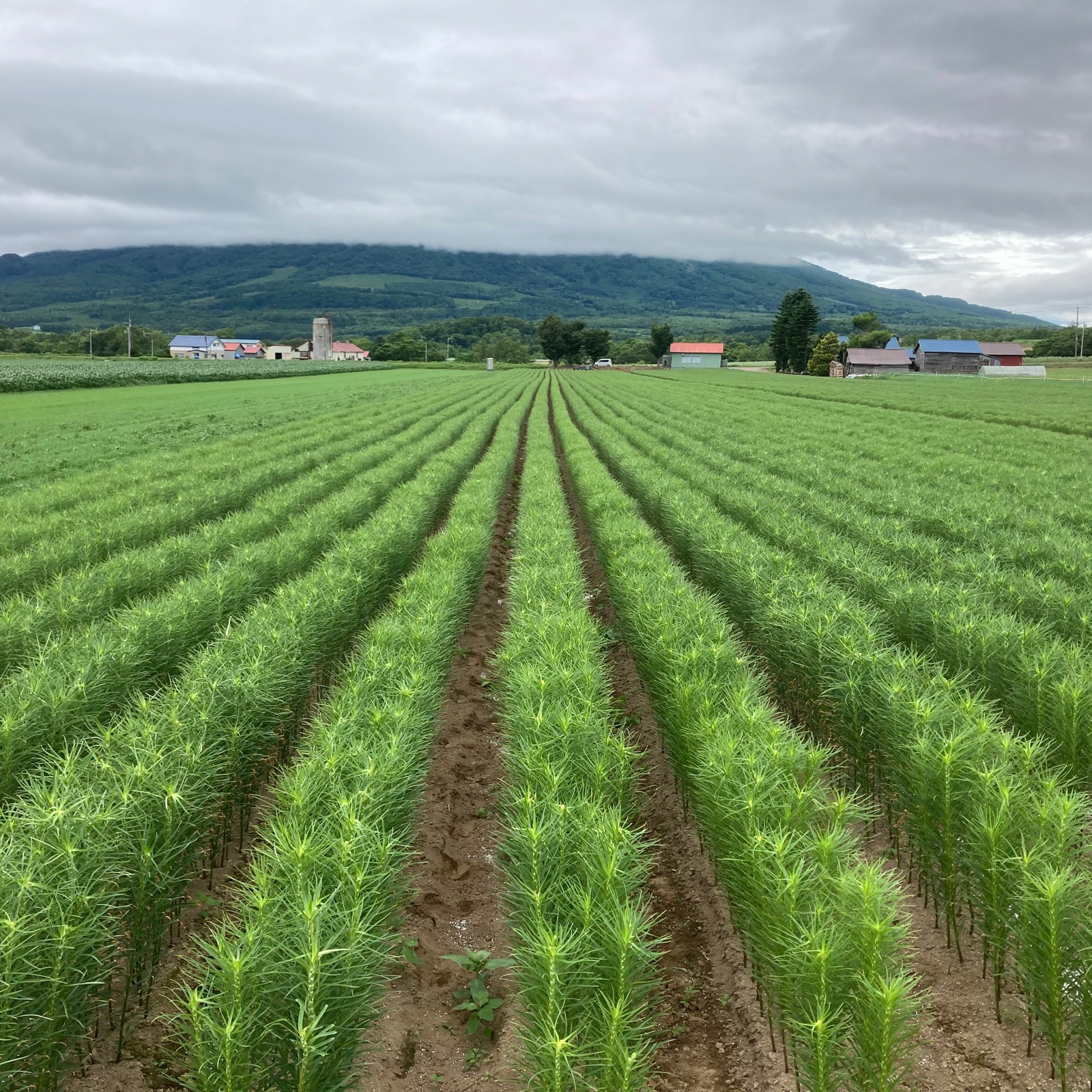 北海道産 ゆり根 2L 2kg 13個入り お徳用 大特価 野菜 | 野菜/その他