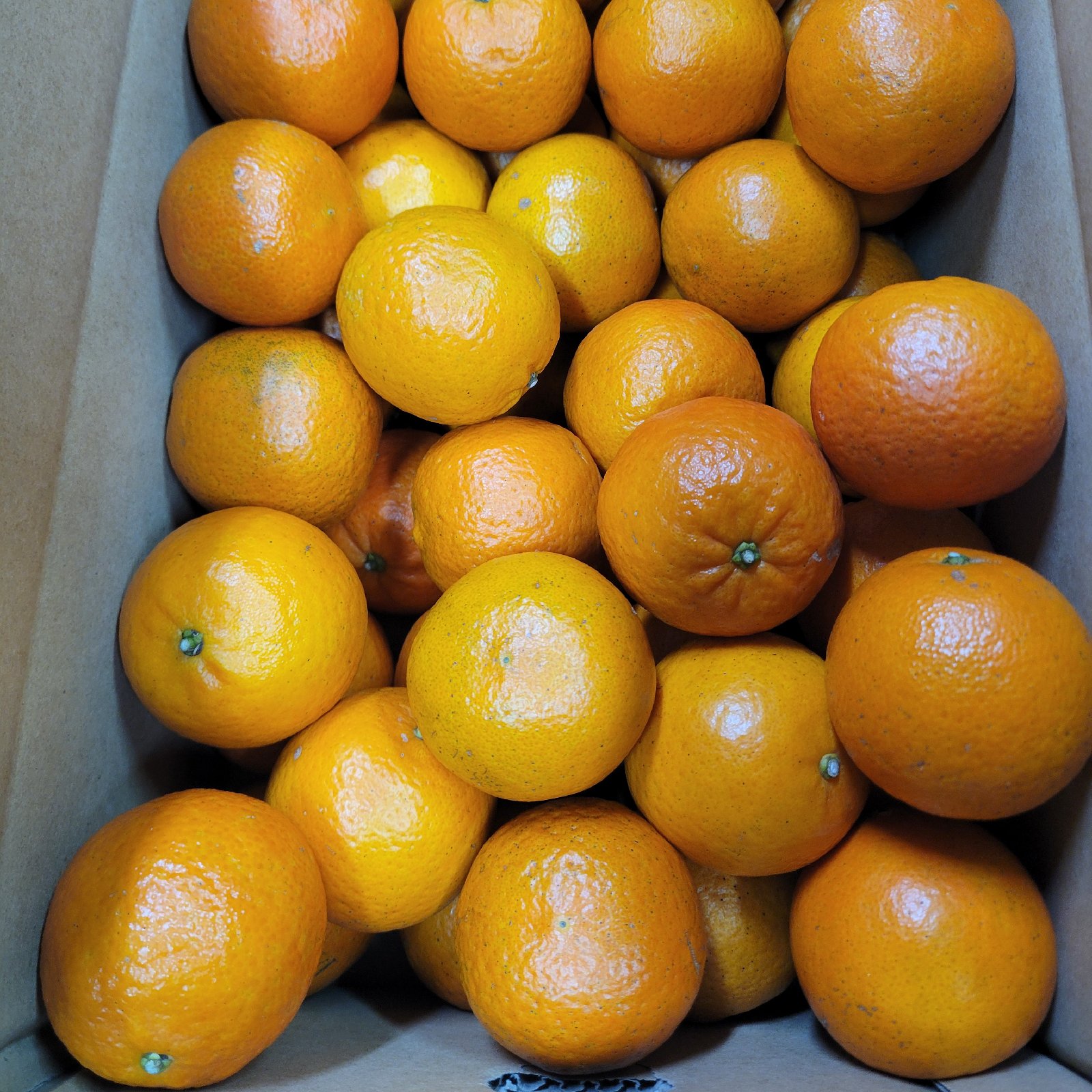 家庭用】屋久島名産たんかん5キロ ｜ 果物/オレンジ・その他みかん