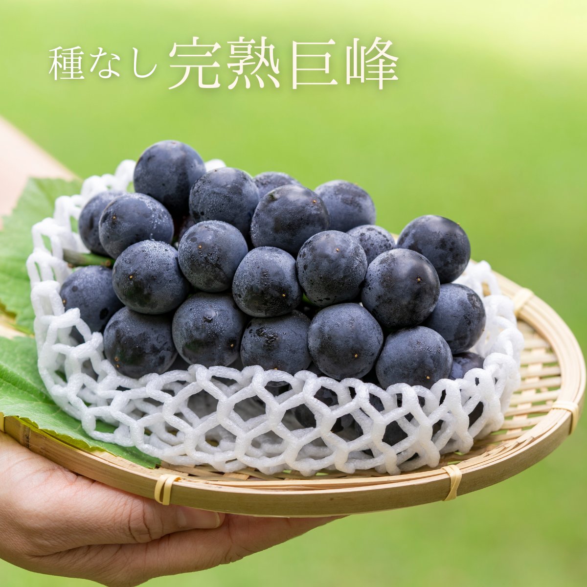 極上の甘さ・贈答用】完熟種なし巨峰 雅2.0kg ｜ 果物/ぶどう 産直 