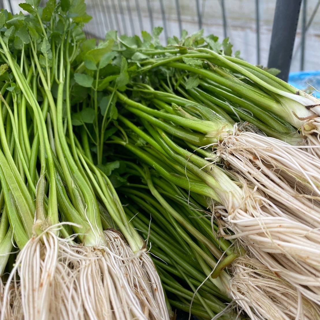 根っこが主役！湯沢市産『三関せり』家庭用1kg ｜ 野菜/その他野菜
