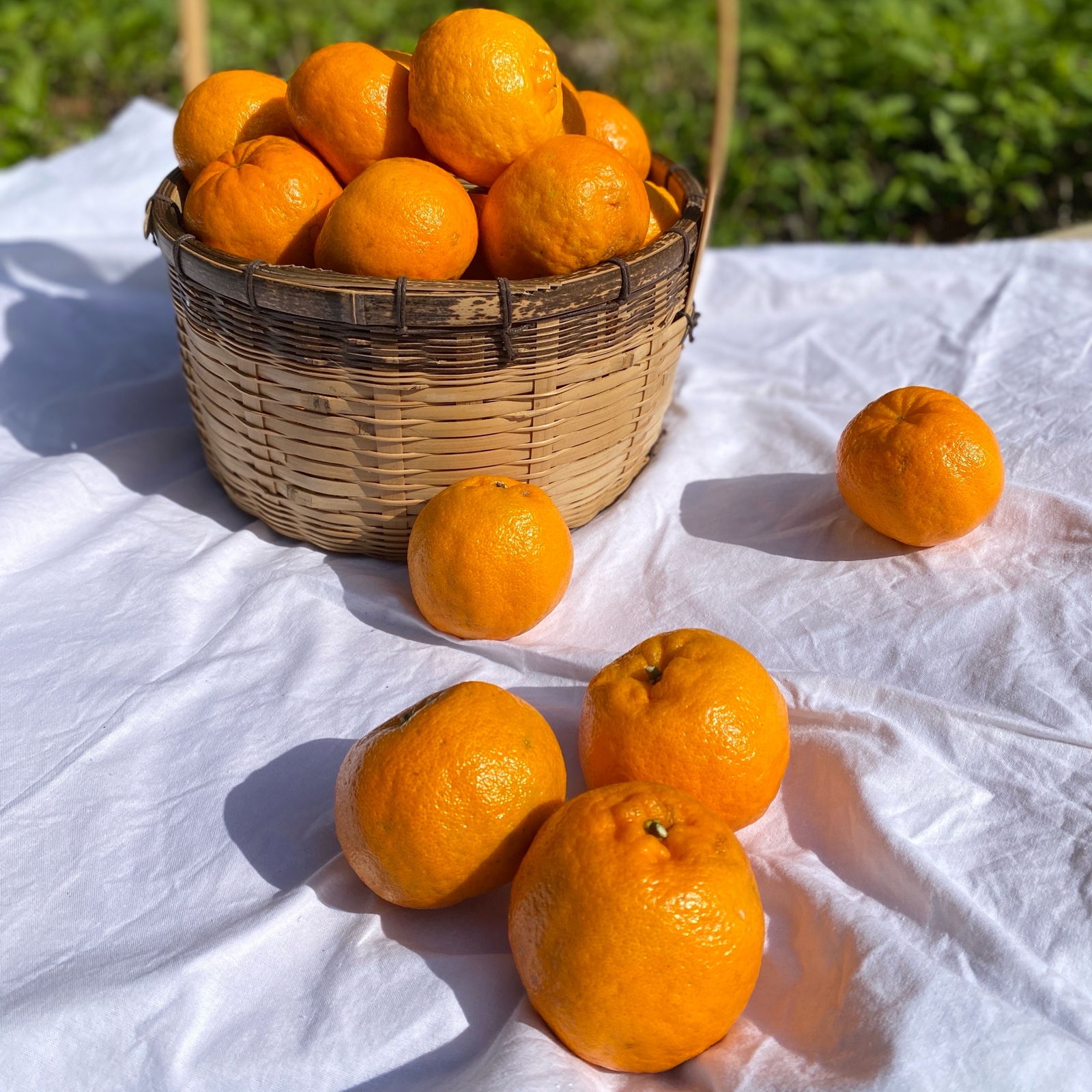ぽんかん　まとめ売り 家庭用】屋久島産ぽんかん5kg | 果物/オレンジ・その他みかん 産直