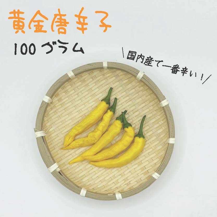 黄金唐辛子 約100g 宮崎産 完熟 フレッシュ 収穫後農園から直送
