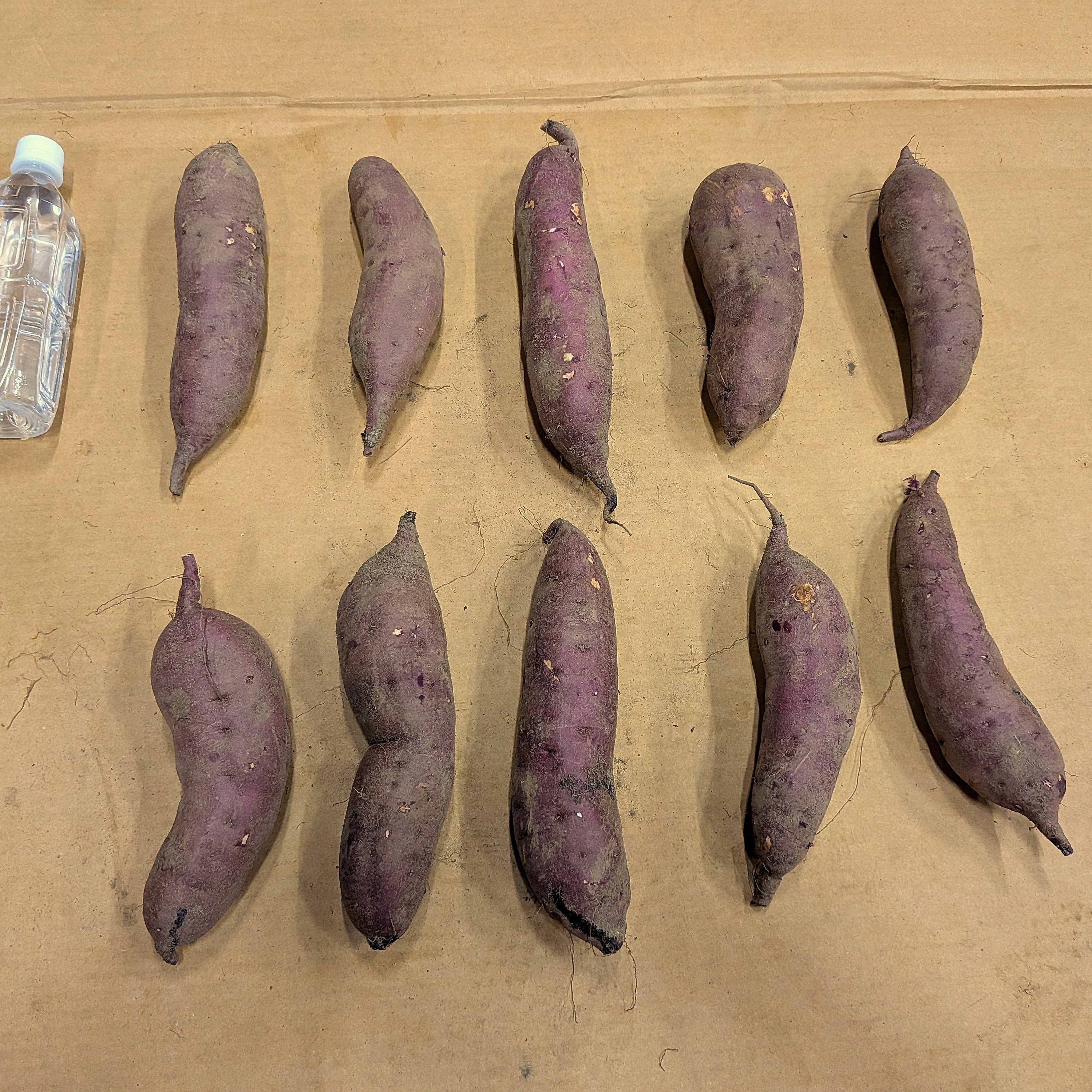 北海道産 さつまいも「紅はるか」 4kg ｜ 野菜/さつまいも 産直