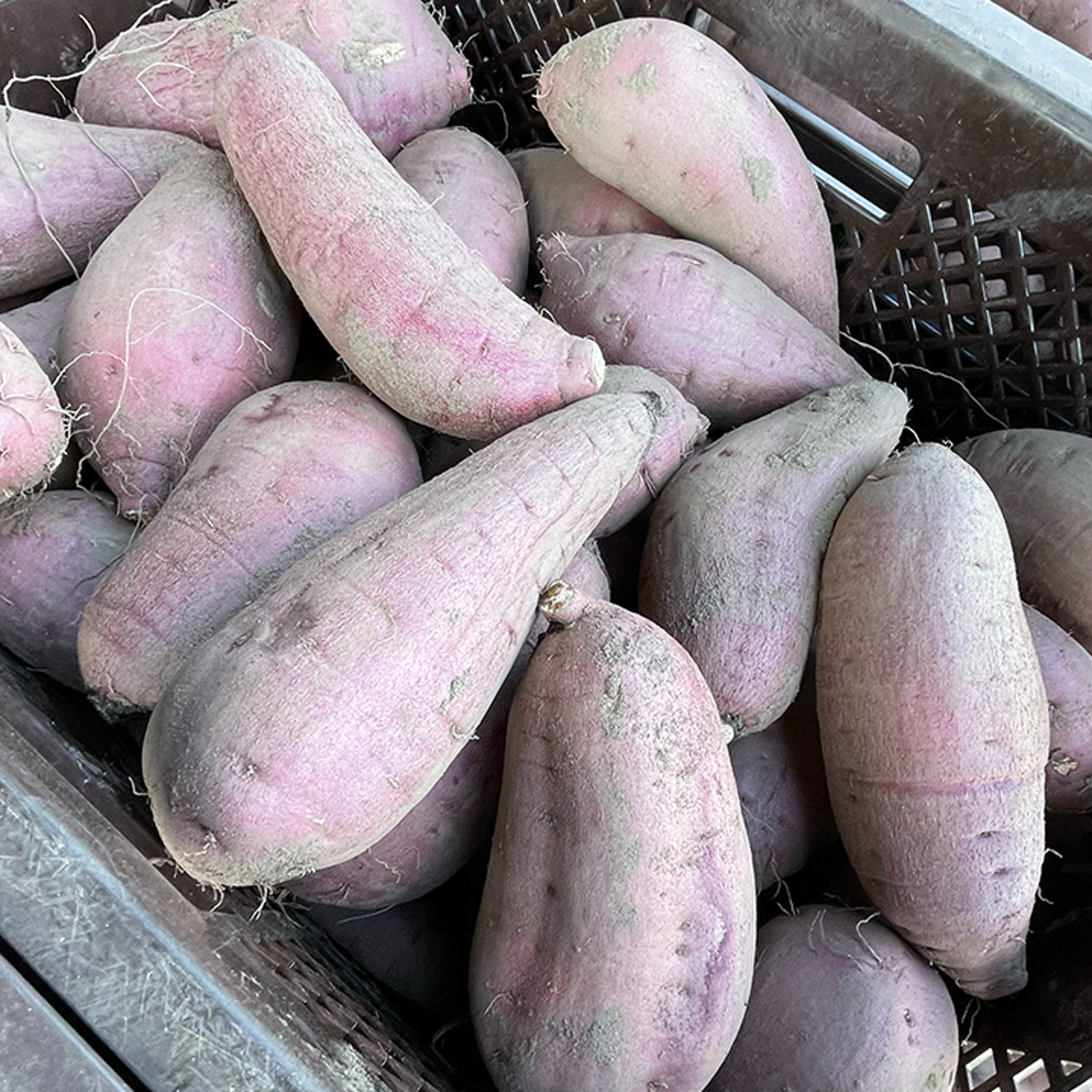 糖度44%】追熟済み！さつまいもクイーンの甘味の特級「紅はるか」10kg