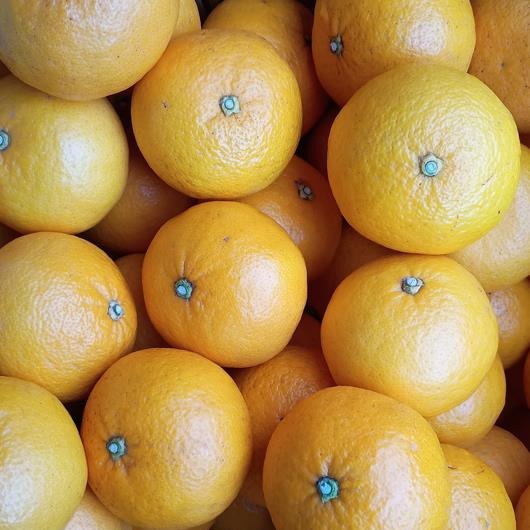 甘夏みかん 秀品Mサイズ 9Kg ｜ 果物/その他果物 産直アウル 農家