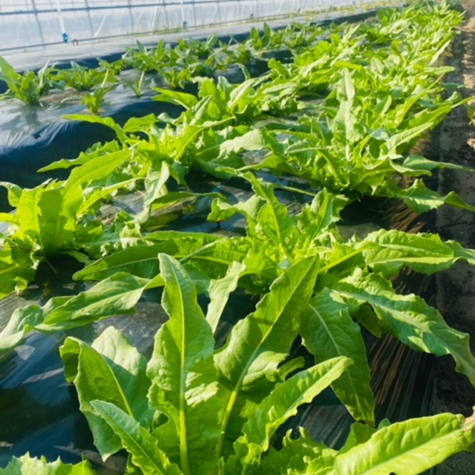 【5月予約発送】茨城県産 油麦菜 5kg 水耕栽培 5月予約発送】茨城県産 油麦菜 5kg 水耕栽培の通販 by 小茎ミドリ農園