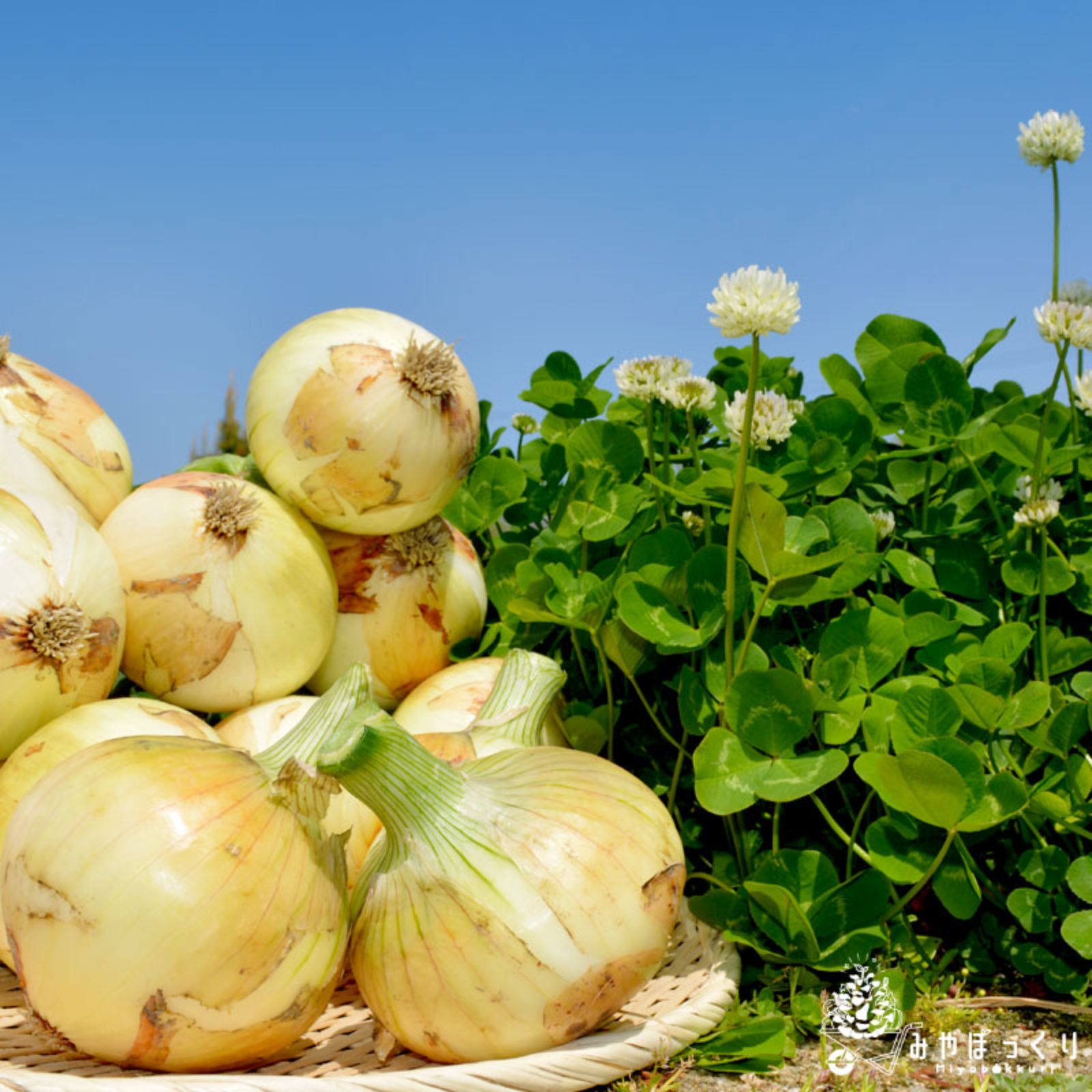 淡路島産三種の玉ねぎ詰め合わせ10kg ｜ 野菜/玉ねぎ 産直アウル 農家