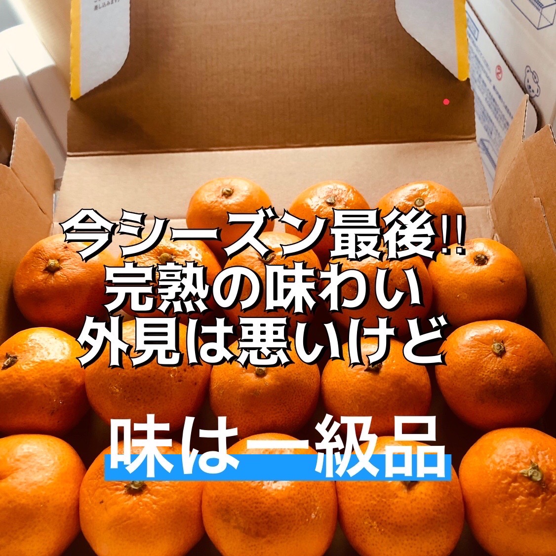 高品質の人気 973)数量限定 甘すぎる 有田みかん 果物 みかん 小玉 旬