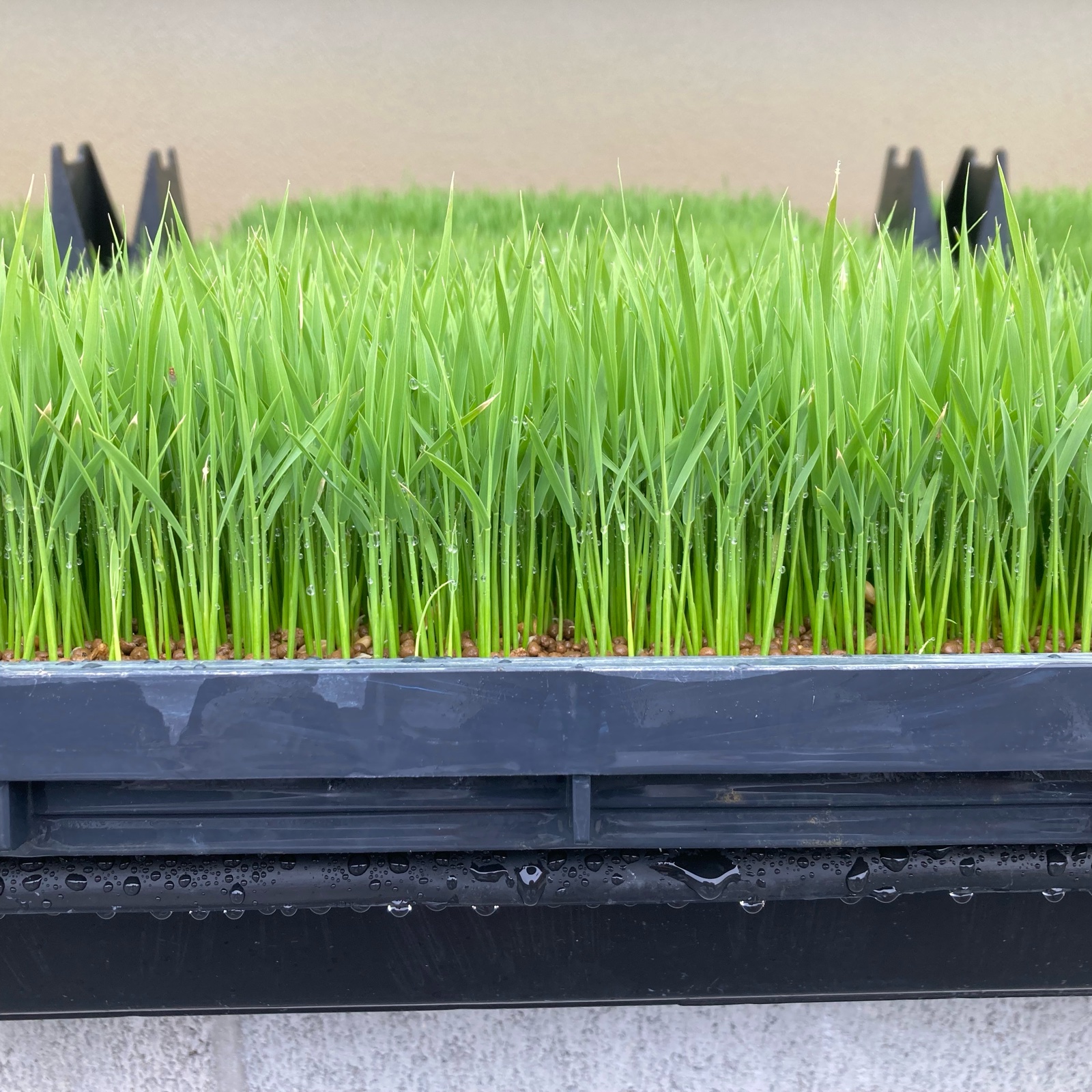 いのちの壱】精米9kg☆新米☆令和6年産 | 米・穀物/米/精米 産直アウル