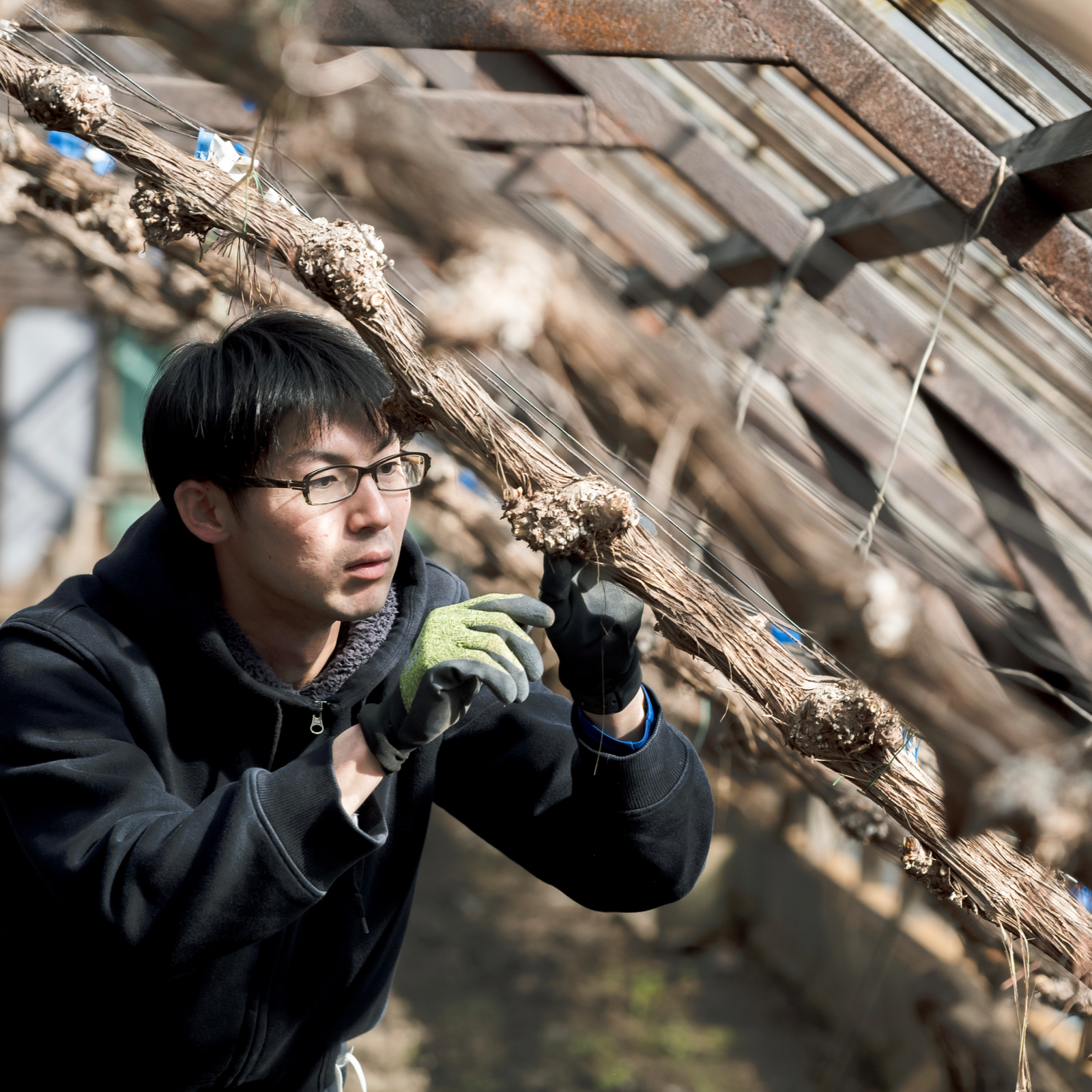 かずちゃん農園の1房700g以上の甘さ抜群のシャインマスカット