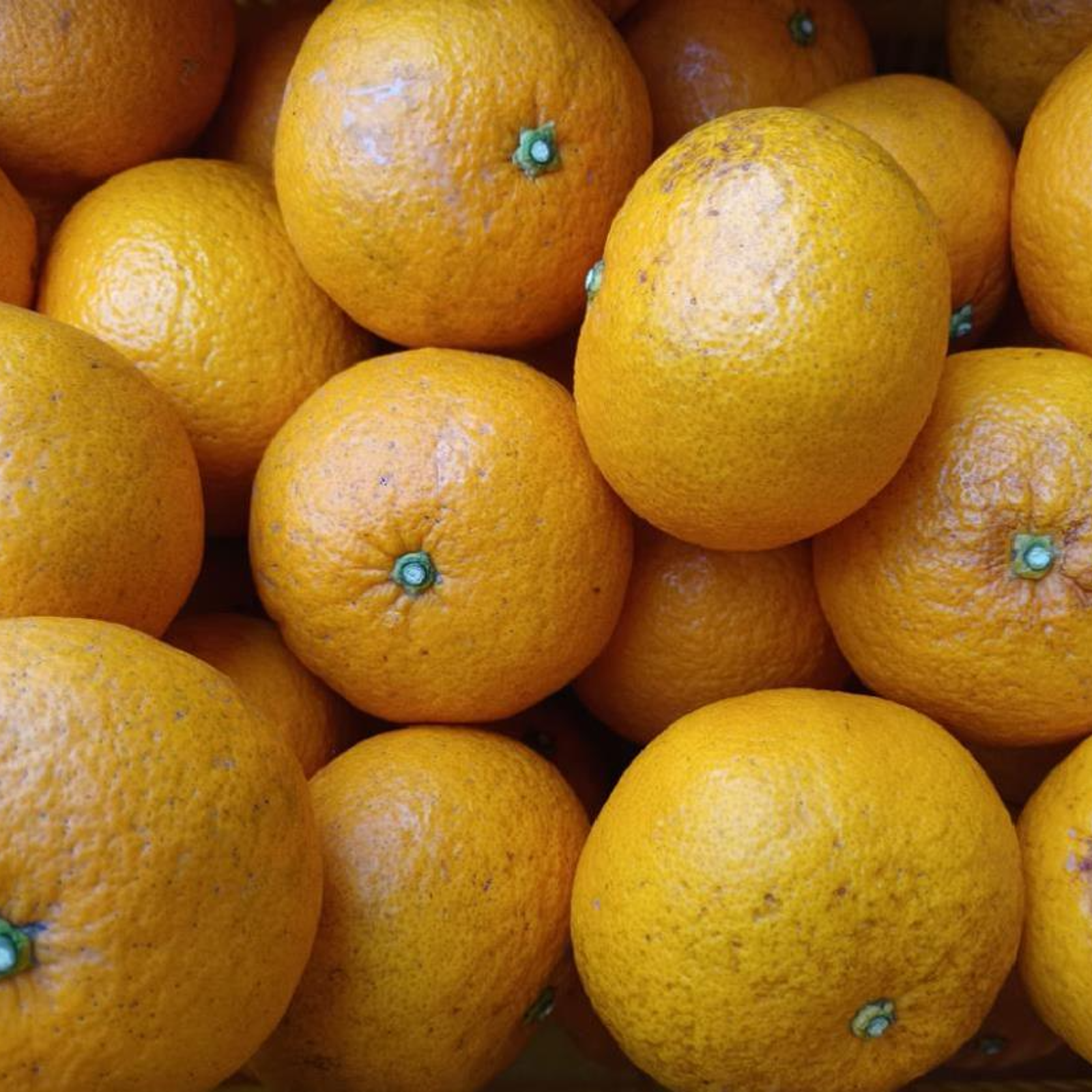夏みかん様 確認用 先行受付】マルタの紅甘夏みかん約10kg【令和8年1月より順次発送