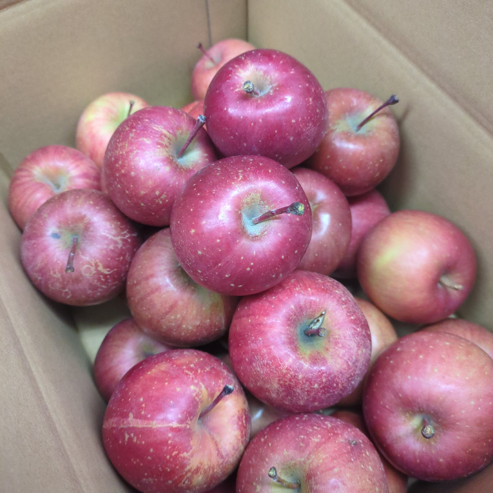 2【極小】サンふじ 小玉りんご | 果物/りんご 産直アウル 農家から直接