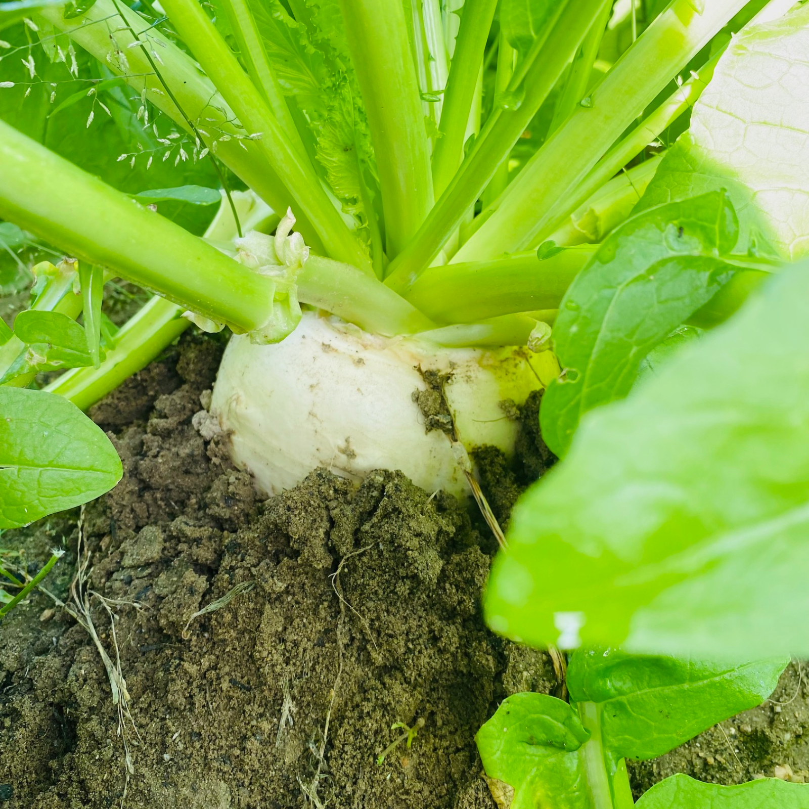 日本一大きな丸かぶ！聖護院かぶ 京の伝統野菜 ｜ 野菜/かぶ 産直 