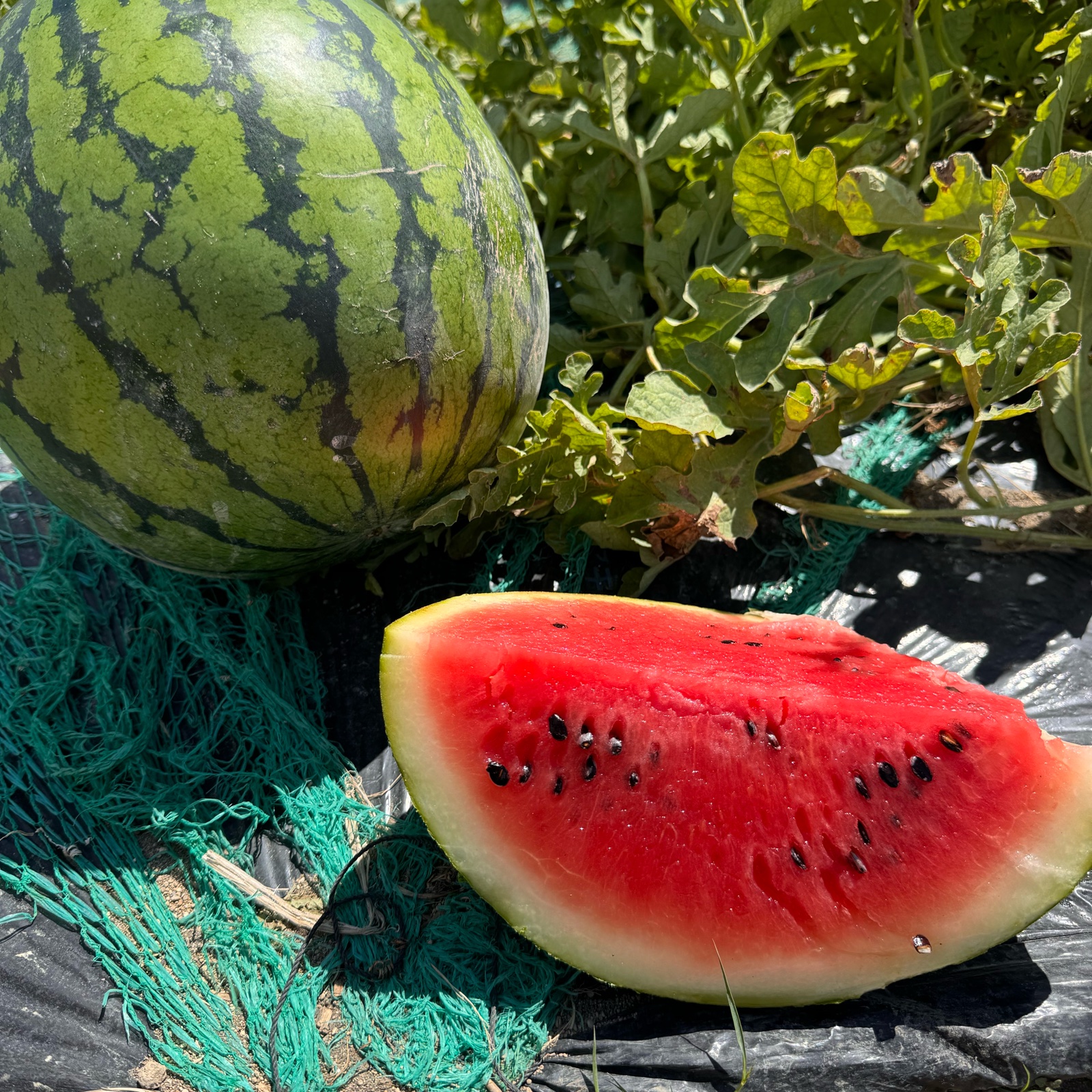 三浦産 高木農園大玉スイカ S4個入り | 果物/スイカ 産直アウル 農家