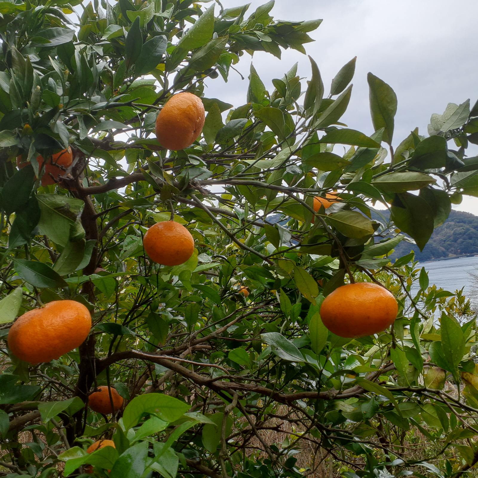 フーワ農園の無農薬甘平 | 果物/オレンジ・その他みかん 産直アウル