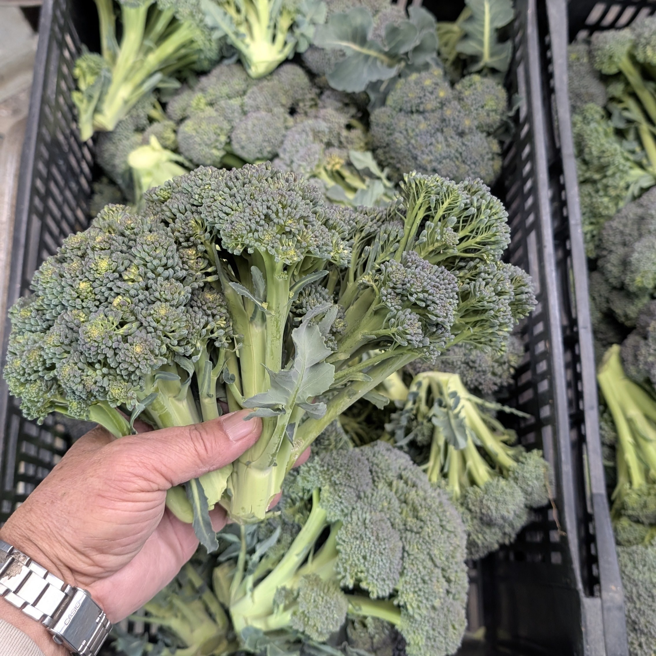 ブロッコリー（野菜）の産地直送商品一覧（通販・お取り寄せ）-産直アウル