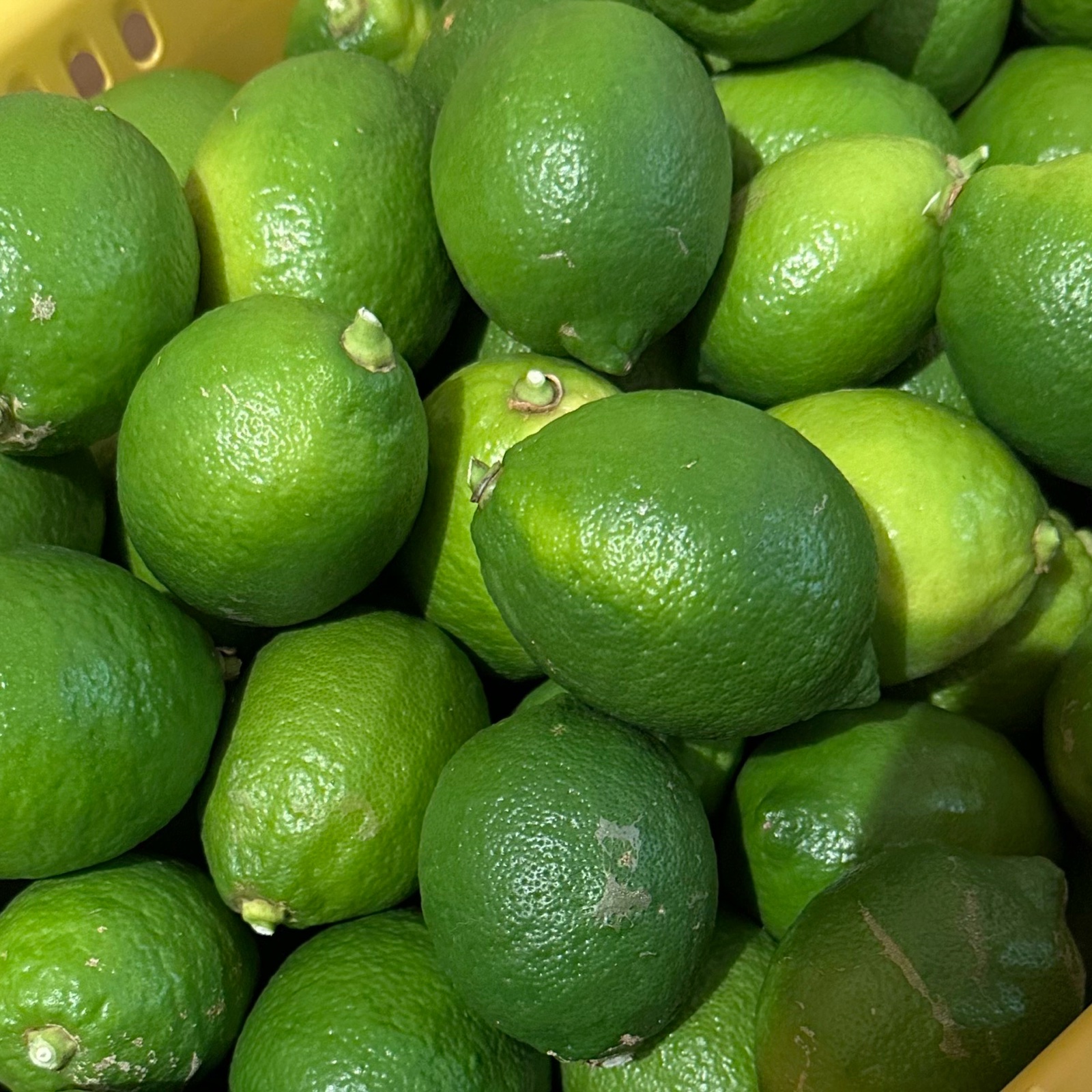 農薬不使用！】 国産レモン 10kg | 果物/香酸柑橘(ライム・レモン等