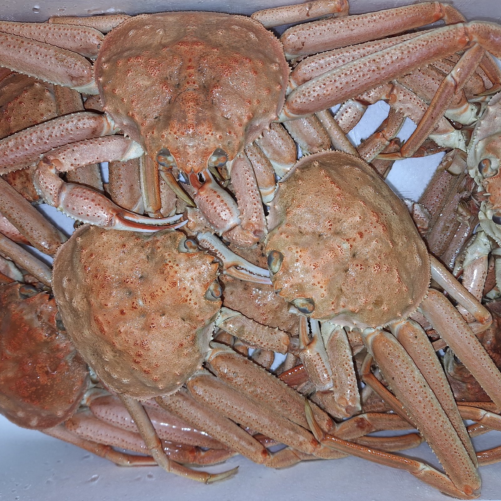 北海道産オオズワイガニボイル冷凍2kg詰め ｜ 魚介類/カニ 産直アウル