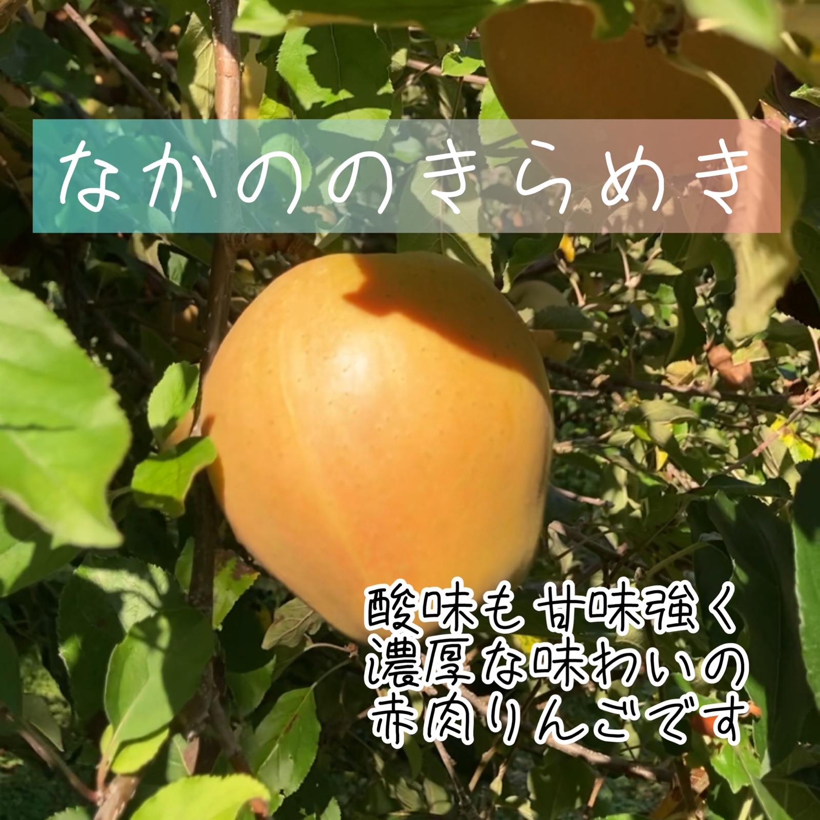 なかののきらめき5kg詰め合わせ ｜ 果物/りんご 産直アウル 農家・漁師