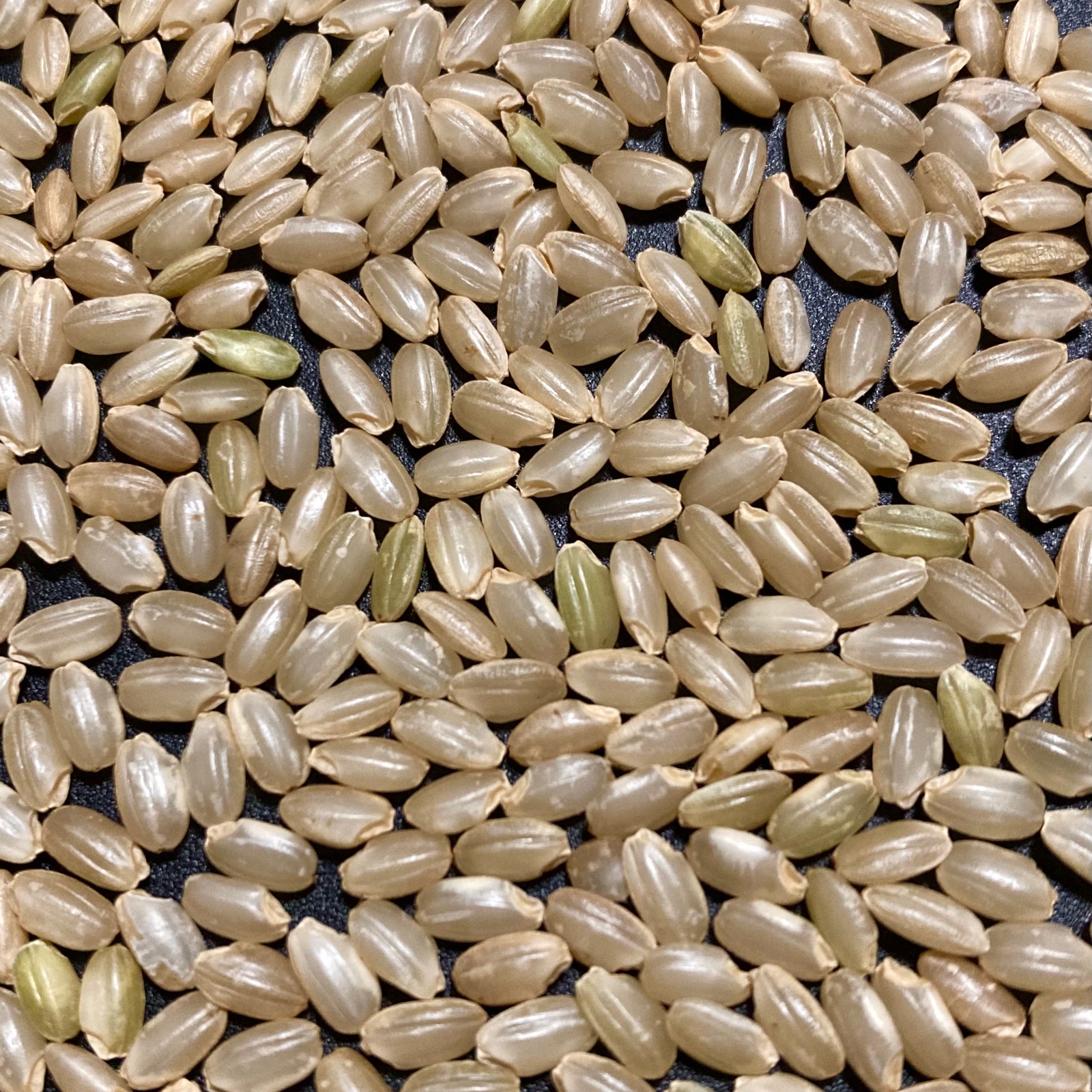 令和4年産【いのちの壱】白米4kg(2kg×2袋) | 米・穀物/米/精米 産直