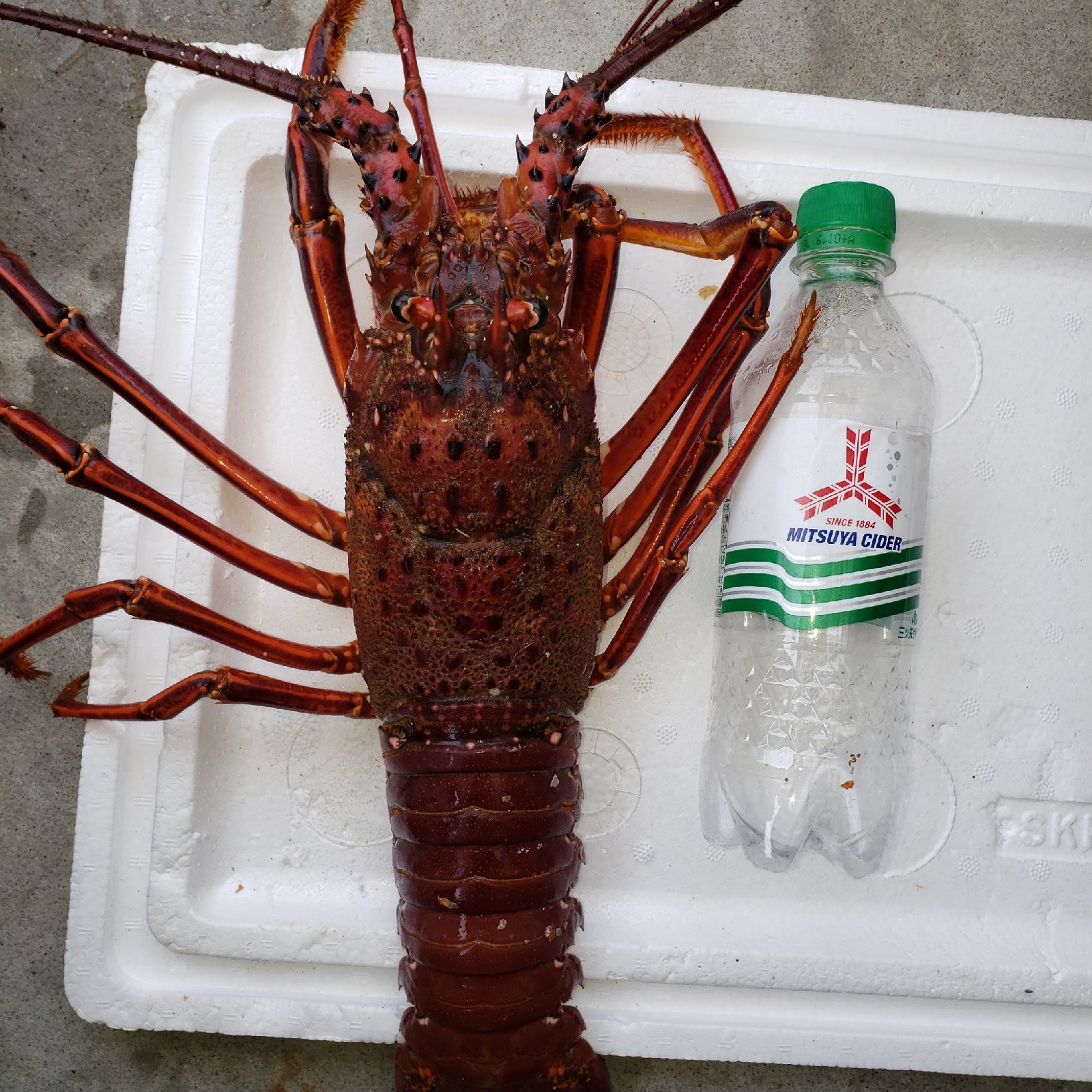 特大伊勢エビ 1匹 850g前後 | 魚介類/エビ 産直アウル 農家から直接