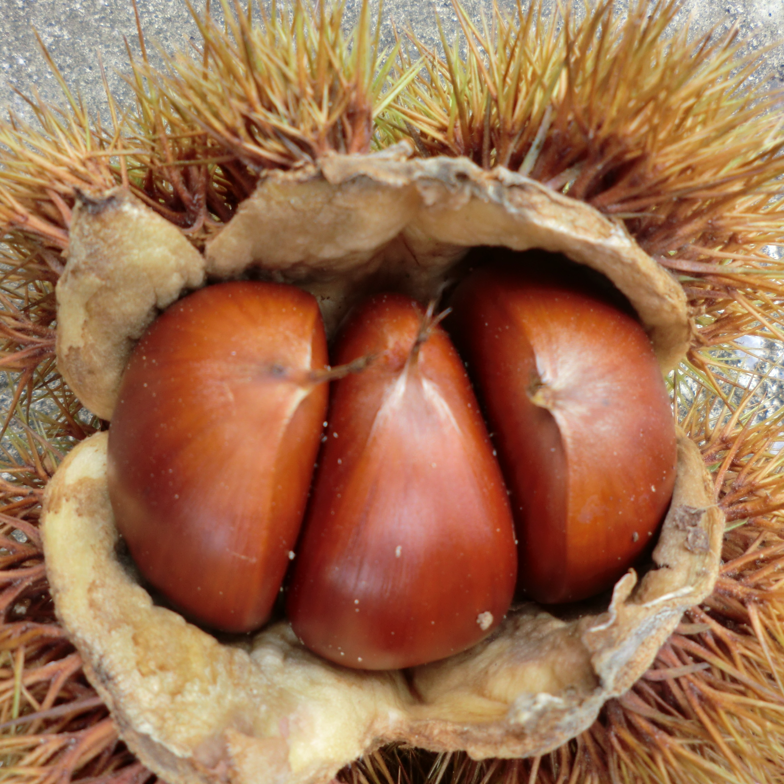 甘い筑波栗 農薬不使用 | 果物/栗 産直アウル 農家から直接野菜などの