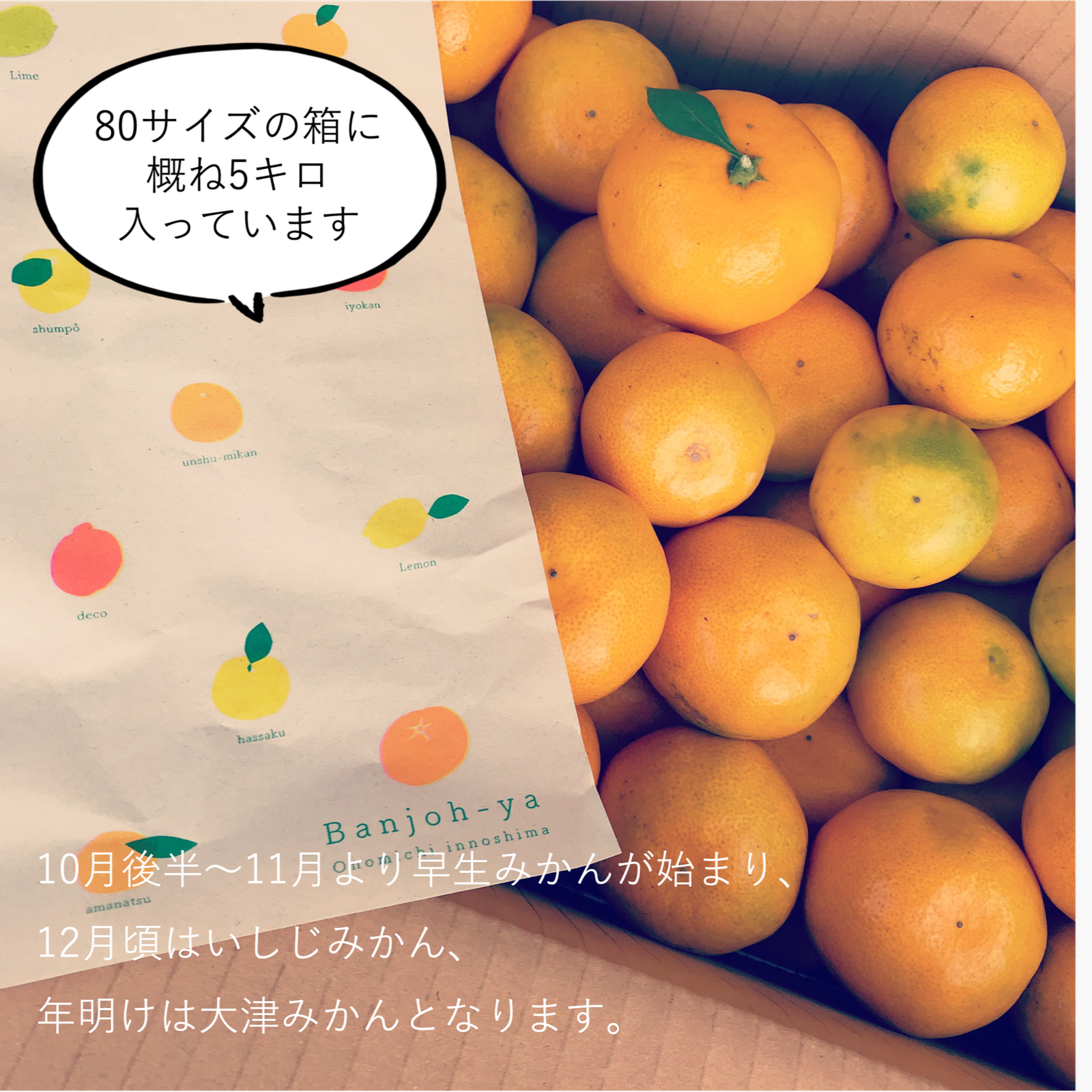 因島産.安政柑5kg、産地直送家庭用