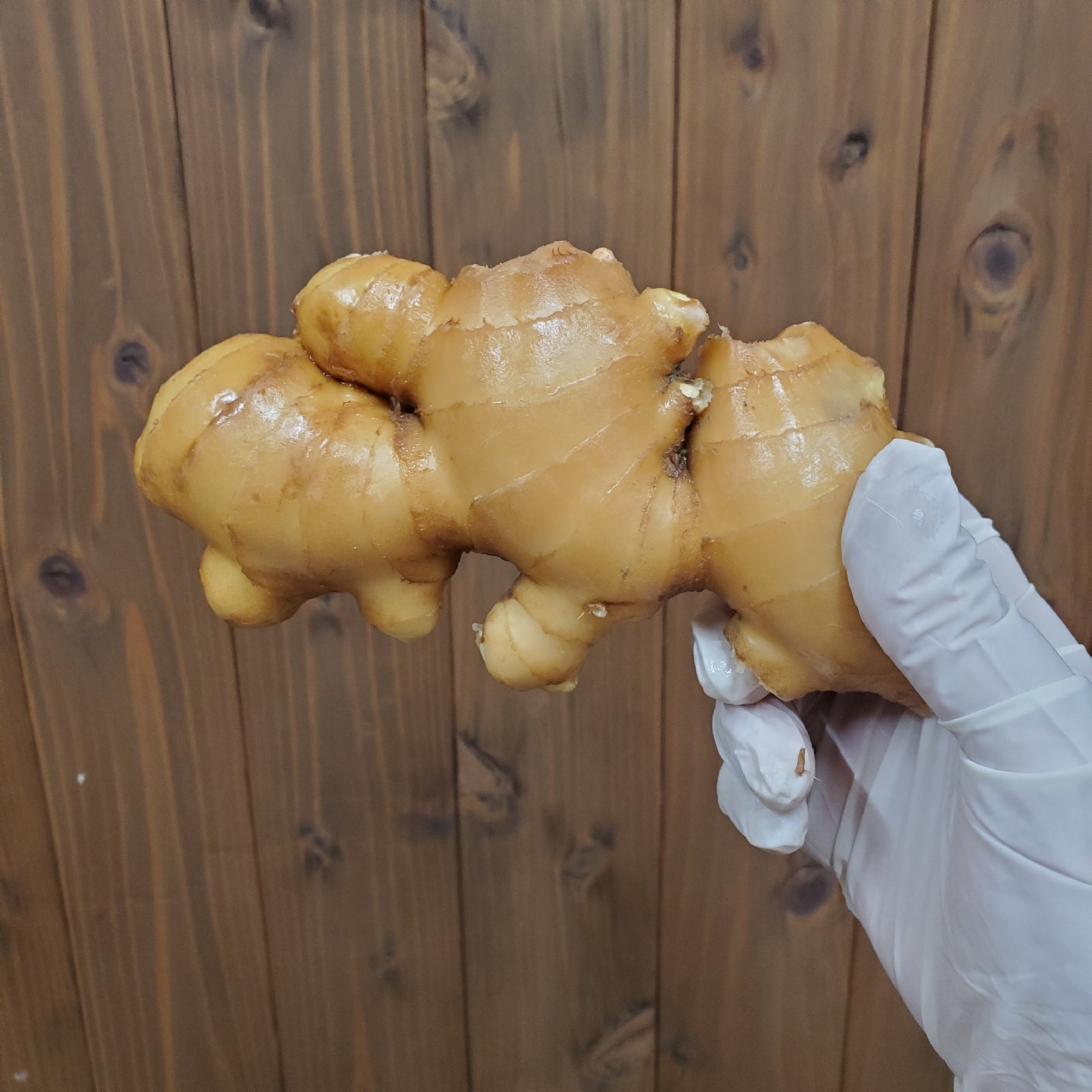 高知県産 土付き囲い生姜4キロ ｜ 野菜/薬味 産直アウル 農家・漁師