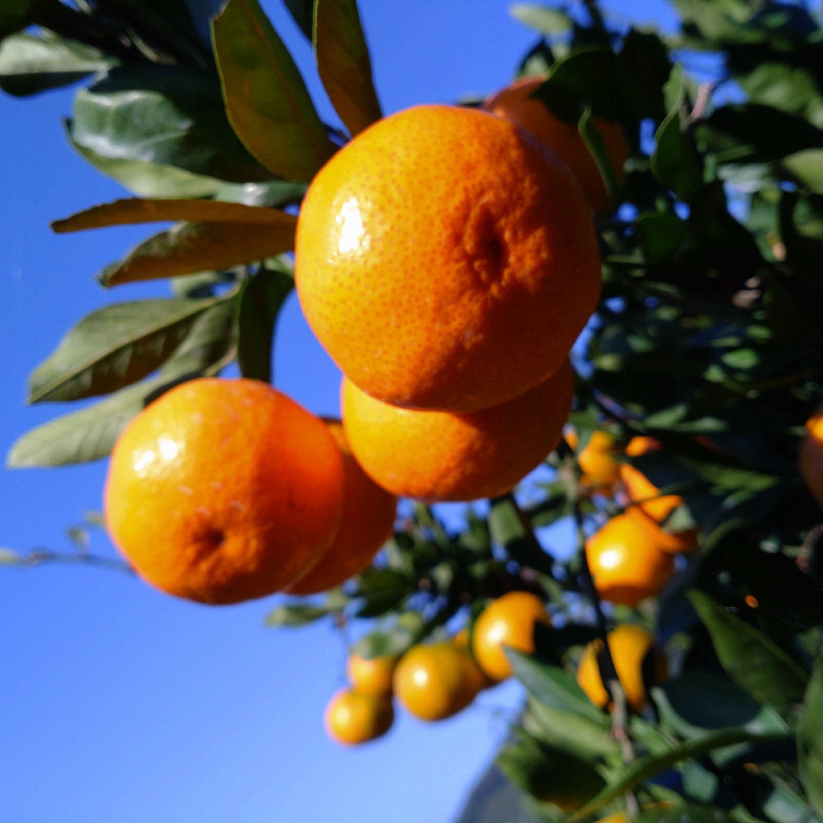 広島県産 興津早生みかん🍊 5kg(箱込み) ｜ 果物/温州みかん 産直