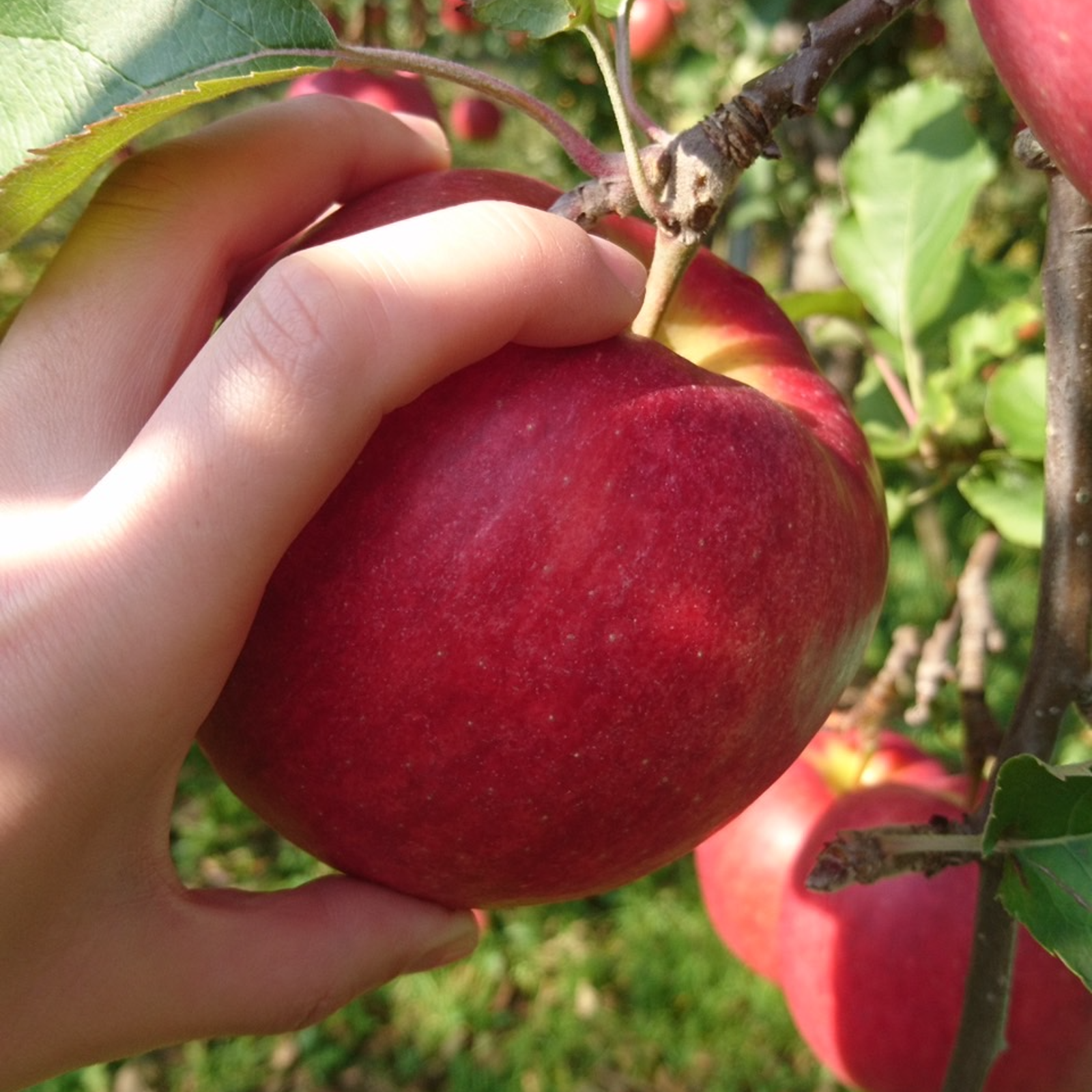 りんご品です。