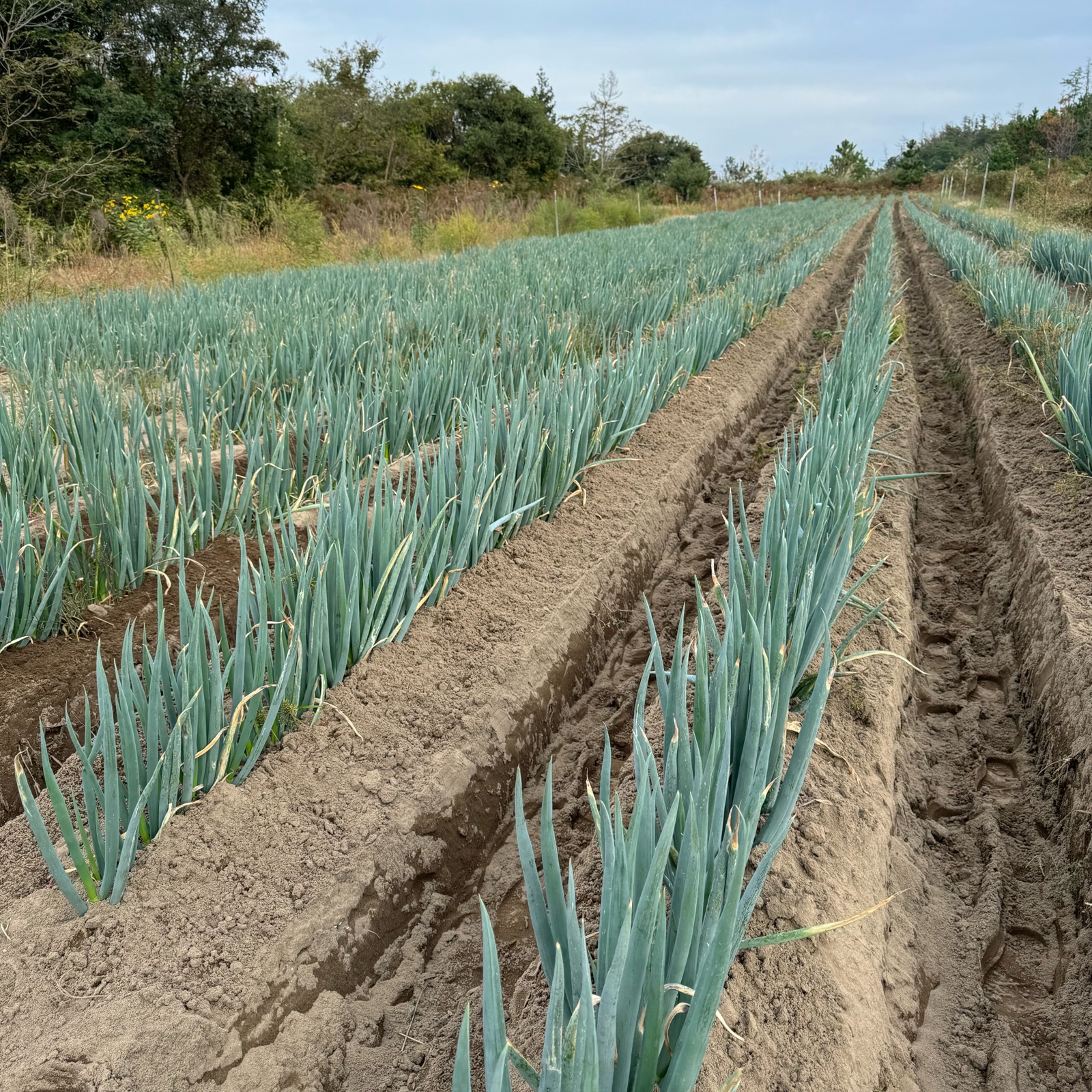 秋田県三種町の長ネギ【農薬不使用で育ちました】 ｜ 野菜/ねぎ 産直