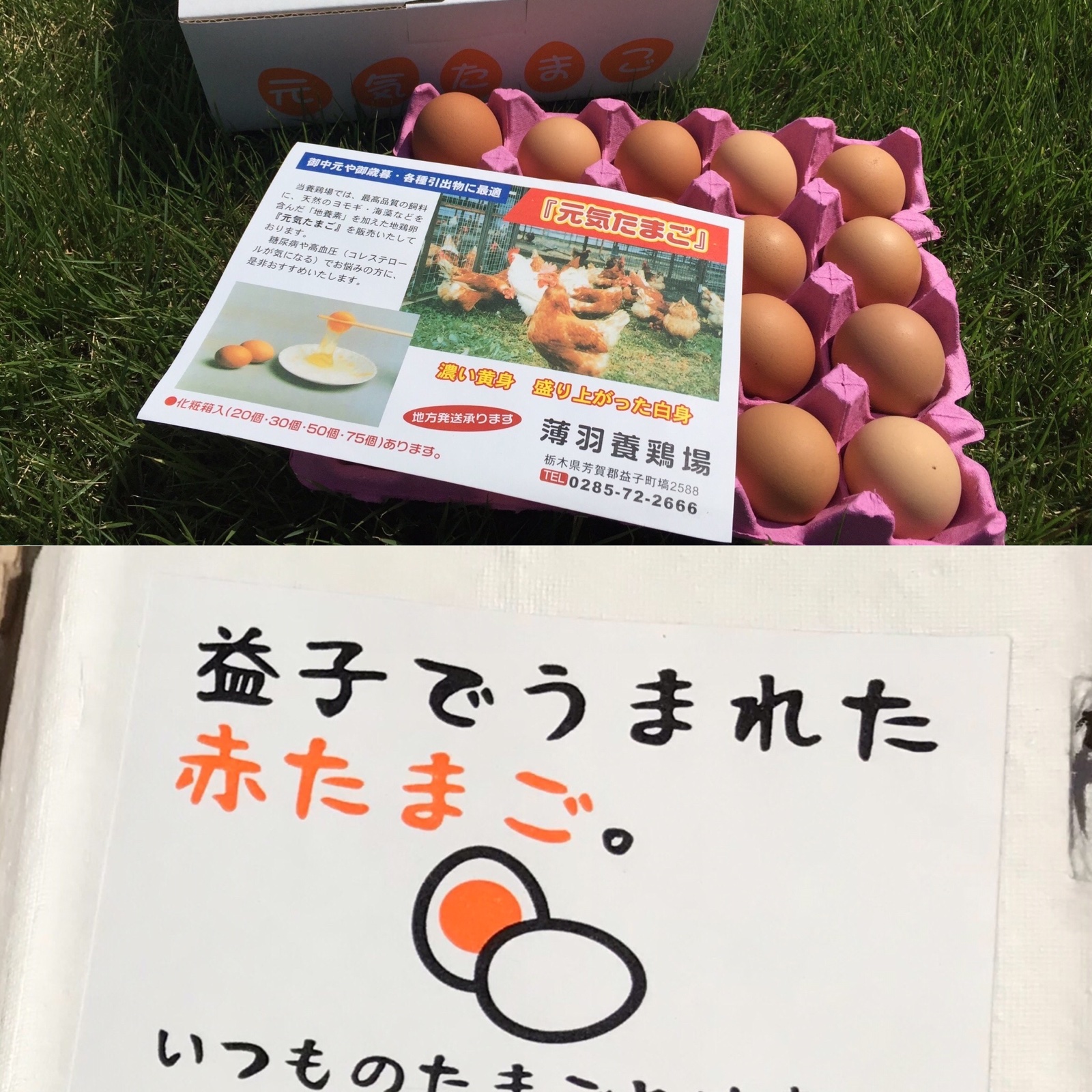 八所様専用】酵母•元気たまご20個&赤たまご6個×12パック | 卵/卵セット