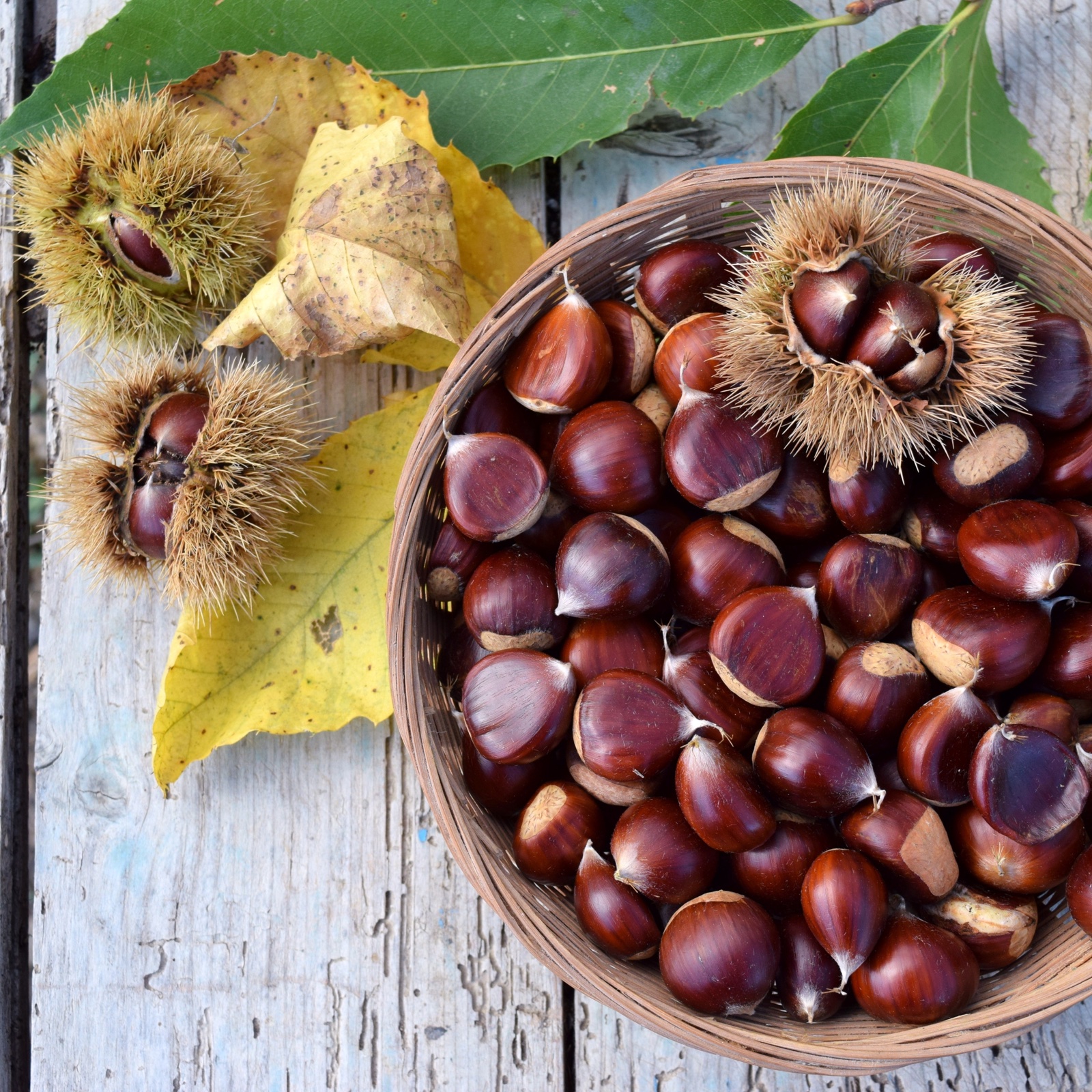 熊本県産 栗 プレミアム 利平栗【箱込み約2kg入り 】 | 果物/栗 産直