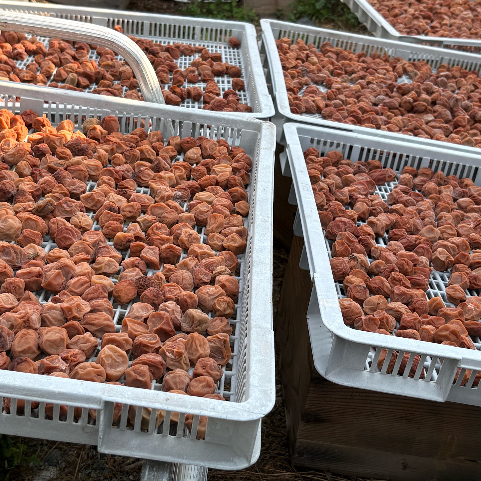 業務用熟成小梅白干し 5kg ｜ 加工品/梅干 産直アウル 農家・漁師など