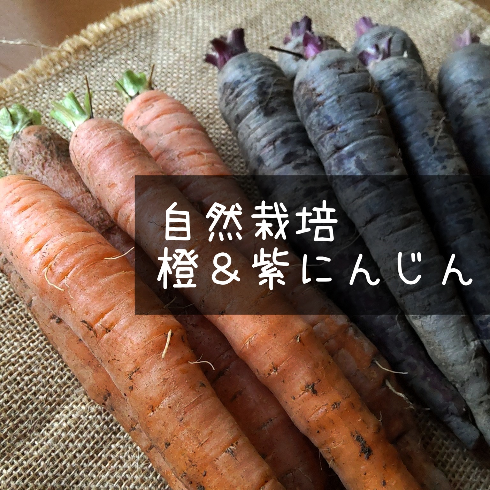 自然栽培 カラフルにんじん 葉なし２色 橙 紫 農薬 肥料不使用 ニンジン 人参 野菜 人参 産直アウル Owl 農家から直接野菜などの食材を購入できる産地直送の宅配通販サイト