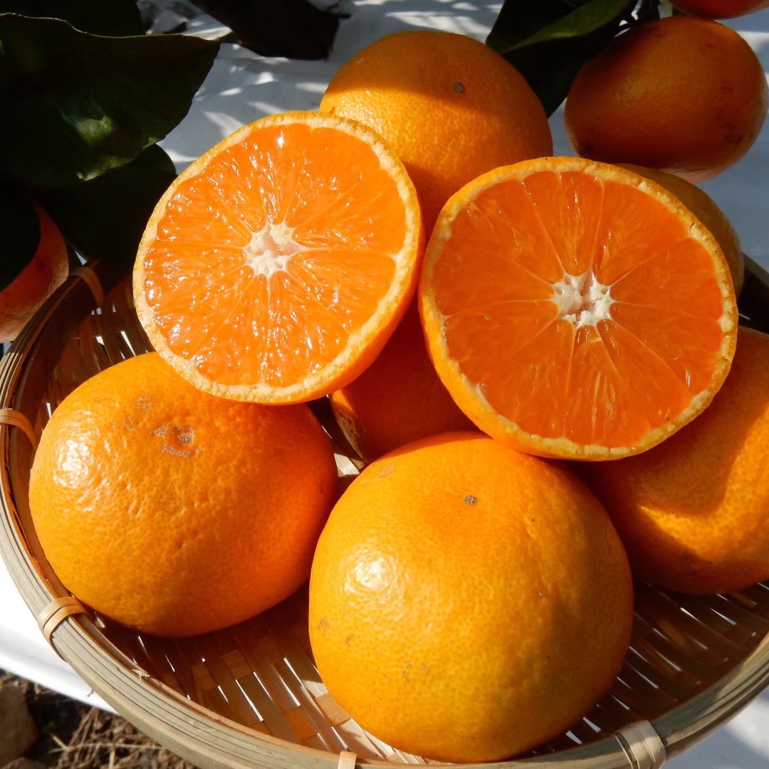 こだわり完熟有田みかん箱込み10kg家庭用 | 果物/温州みかん 産直