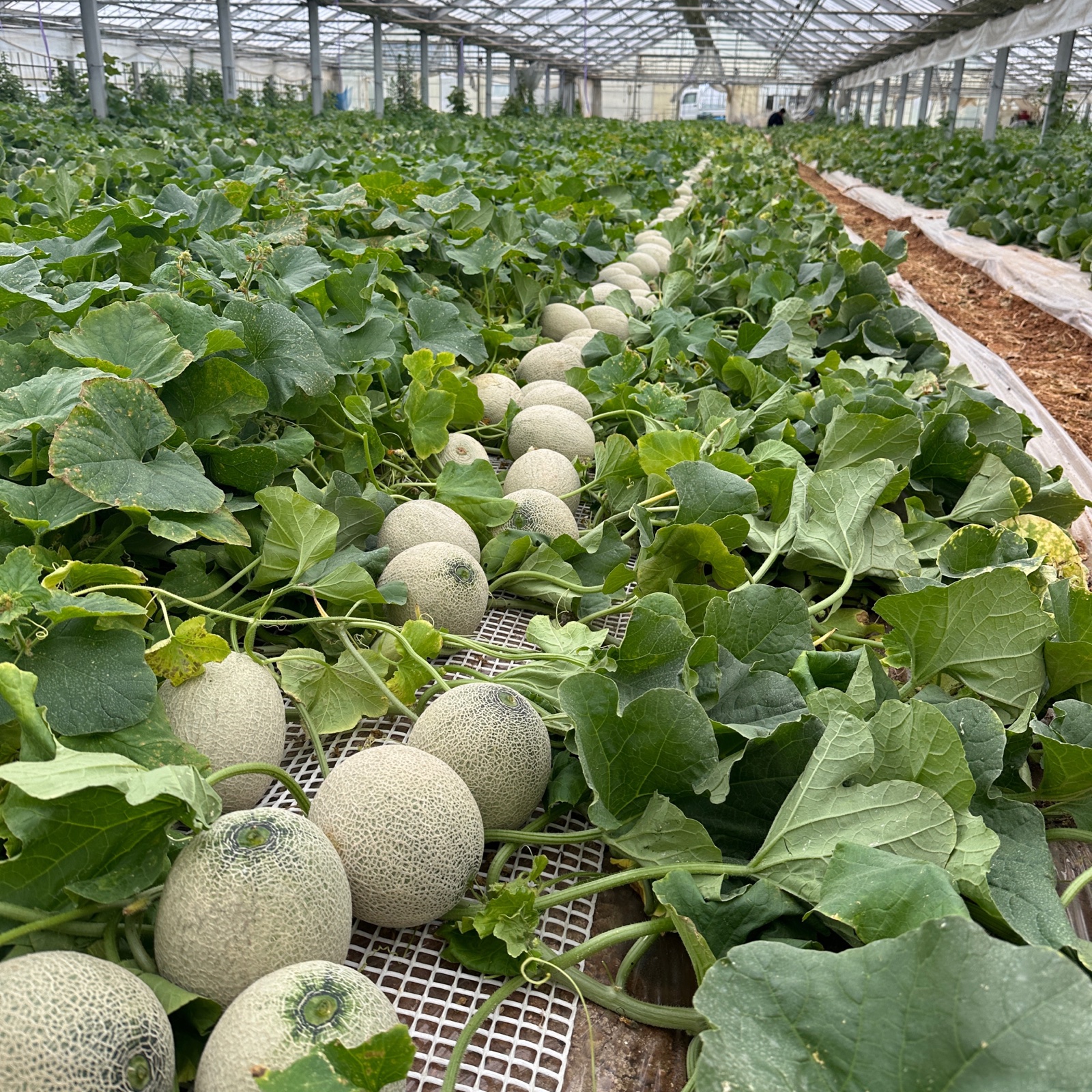 7c1c0a8904f3bd071c0be4e6f8b1e8