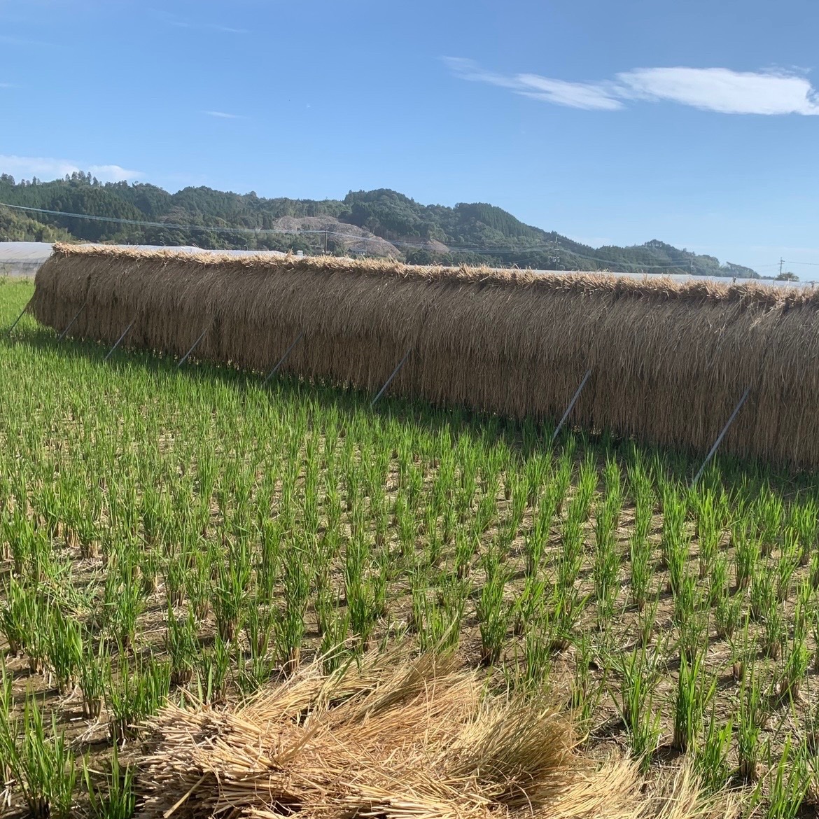 新米！農薬化学肥料不使用】ヒノヒカリ玄米【宮崎県綾町産】 | 米