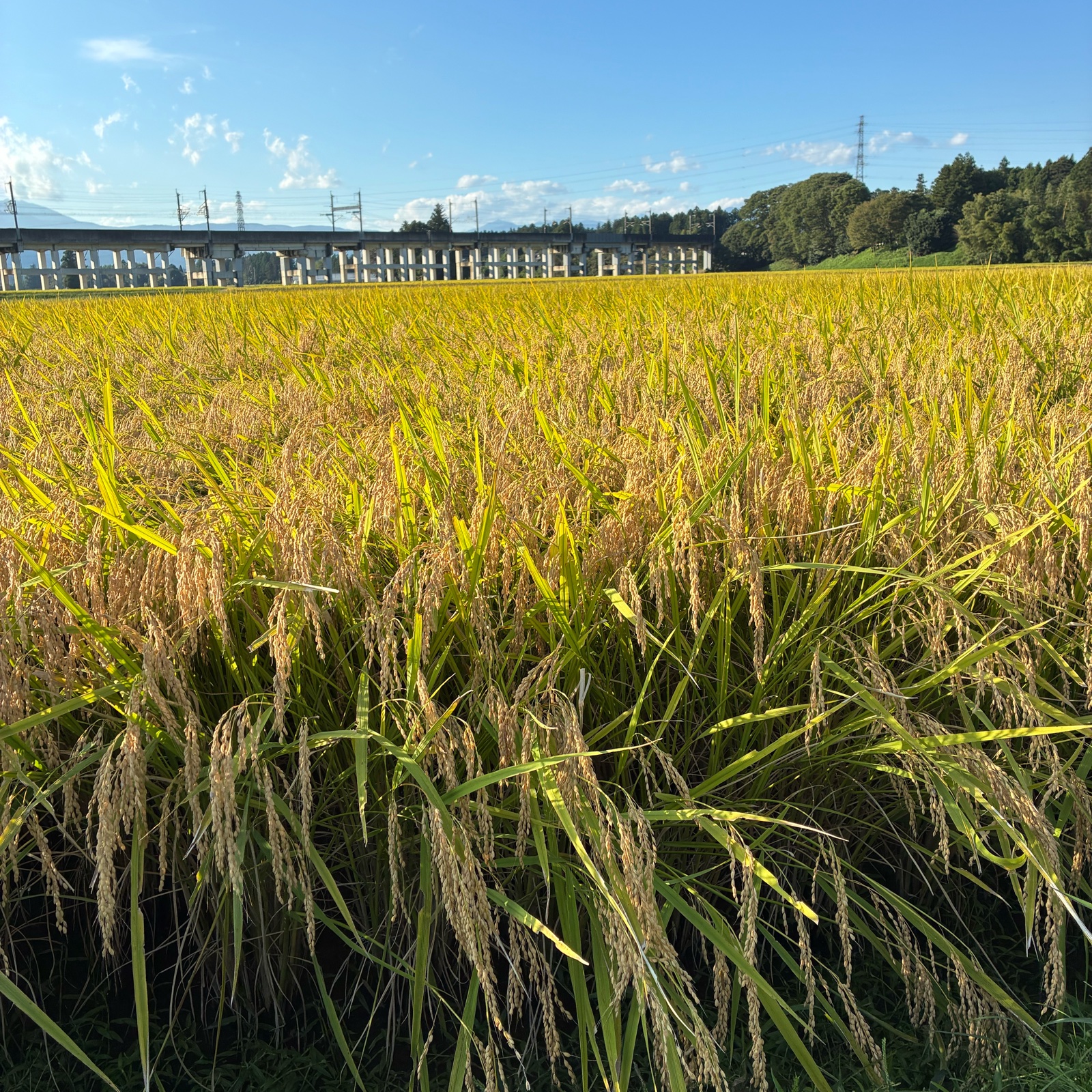 令和8年産 新米】栃木県大田原市産 コシヒカリ 玄米10kg｜桜林農園
