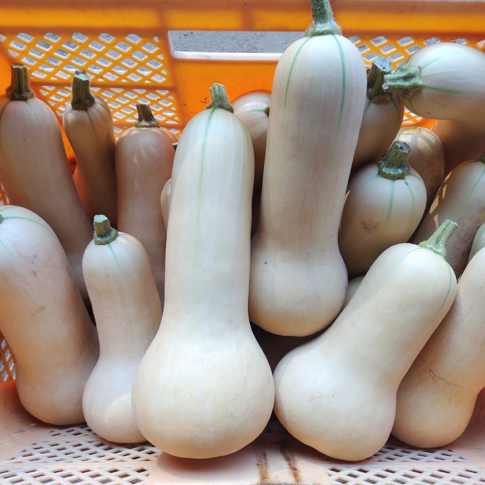 茨城県産 かぼちゃ バターナッツ 無農薬3Kg ｜ 野菜/かぼちゃ 産直 