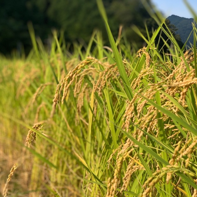 令和7年産 減農薬コシヒカリ 5kg ｜ 米・穀物/米/精米 産直アウル 農家
