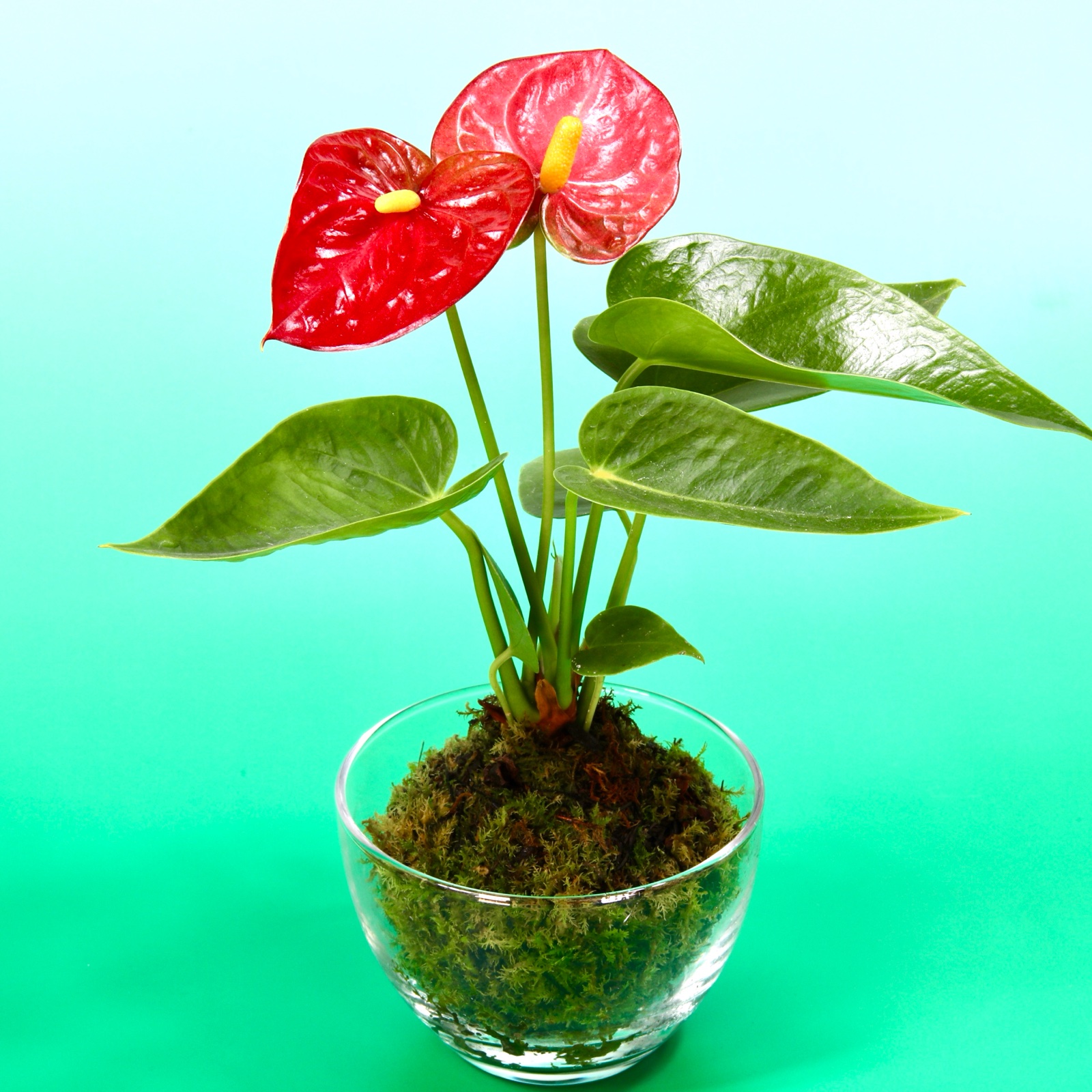 苔玉 アンスリューム ｜ 花・植物/花・植物 産直アウル 農家・漁師など