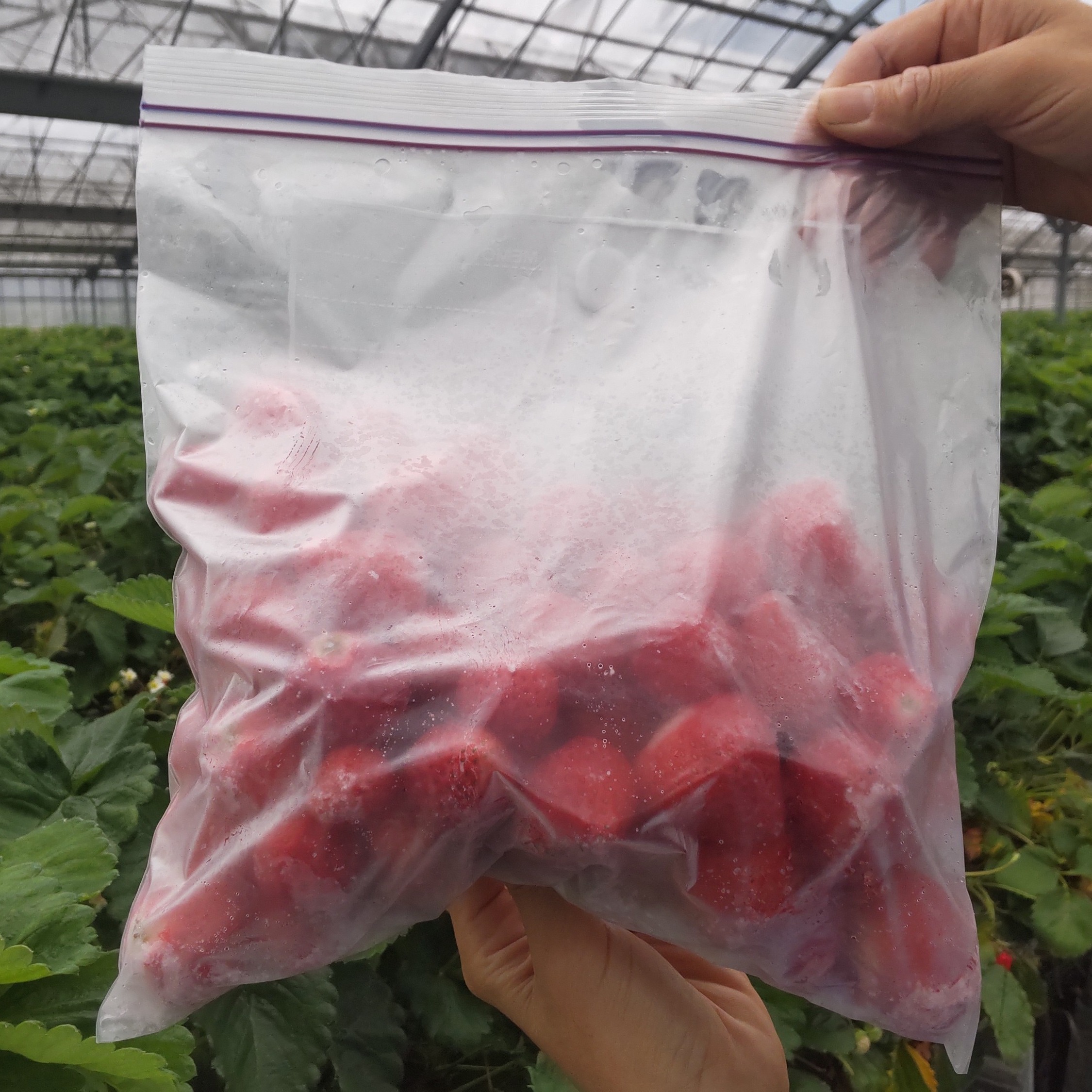 完熟冷凍イチゴ 3kg（約11.4パック相当） ｜ 果物/いちご 産直アウル