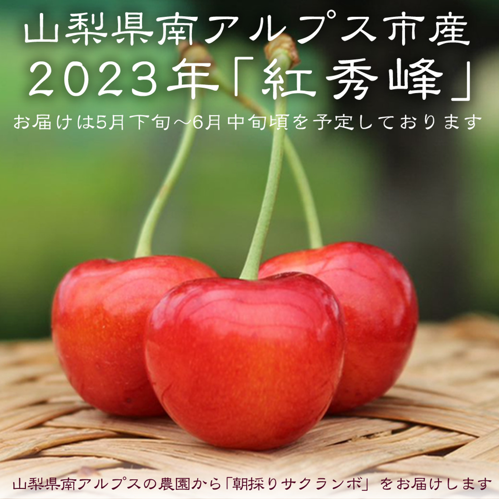 代引き不可】 2クール便紅秀峰1kg 山形県産さくらんぼ