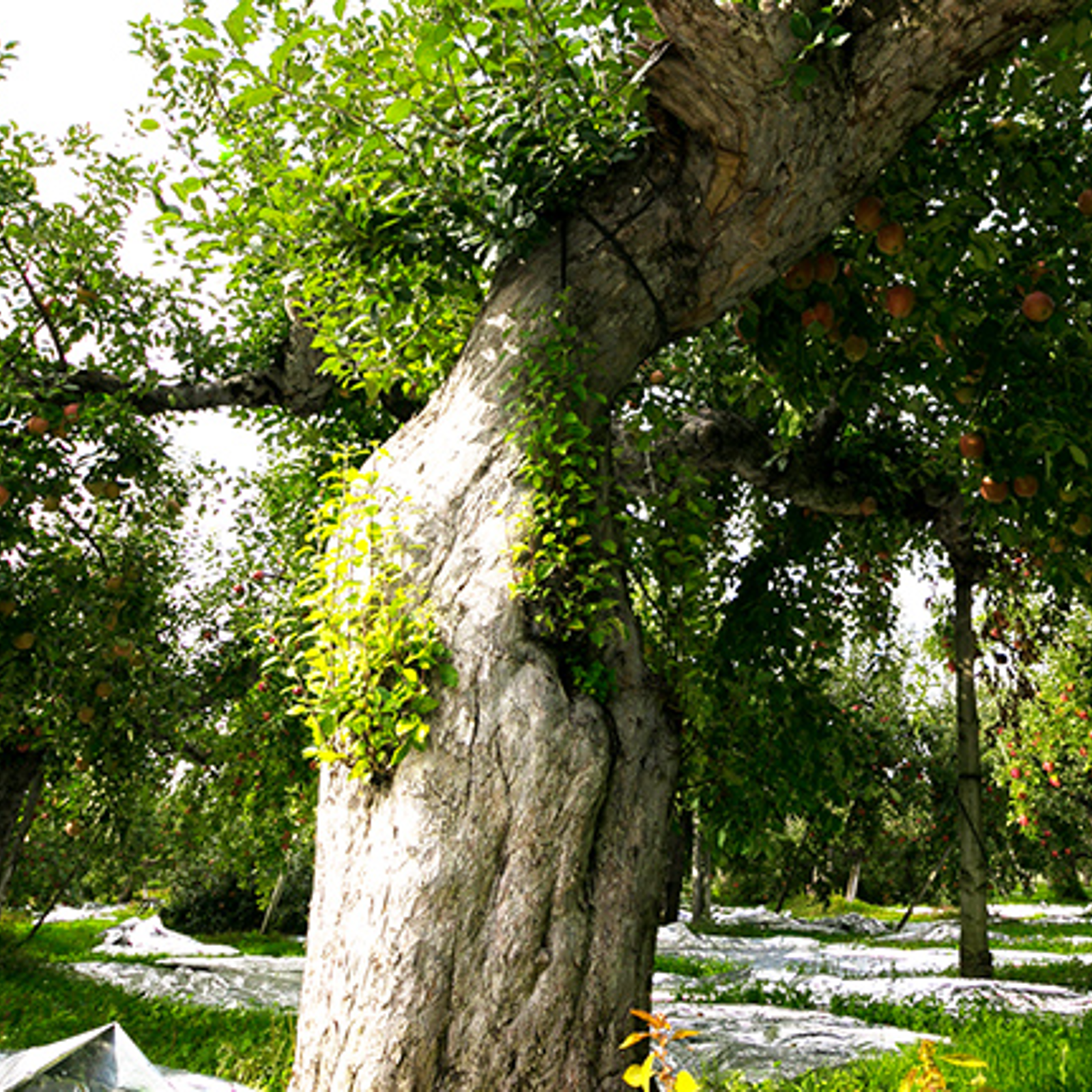 🍎脳を揺さぶる圧倒的糖度ぐんま名月🍎わずか0.2%市場でまず見つける事