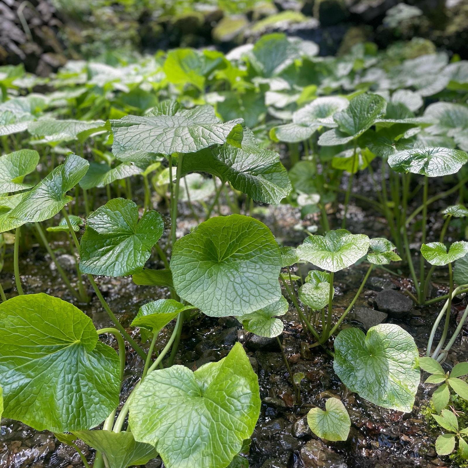 朝獲れ】本わさびの茎のみ 東京産 ｜ 野菜/薬味 産直アウル 農家・漁師