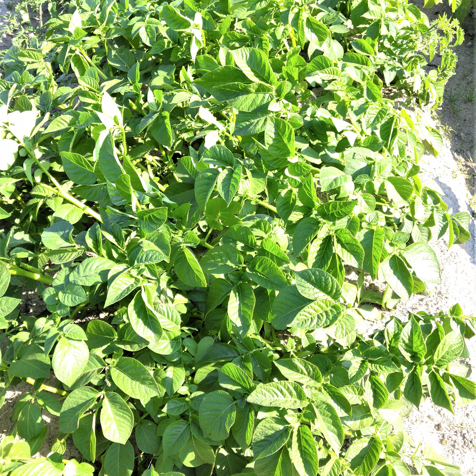 旬祭限定】馬鈴薯（中サイズ） 農薬不使用（無農薬）栽培 ｜ 野菜 