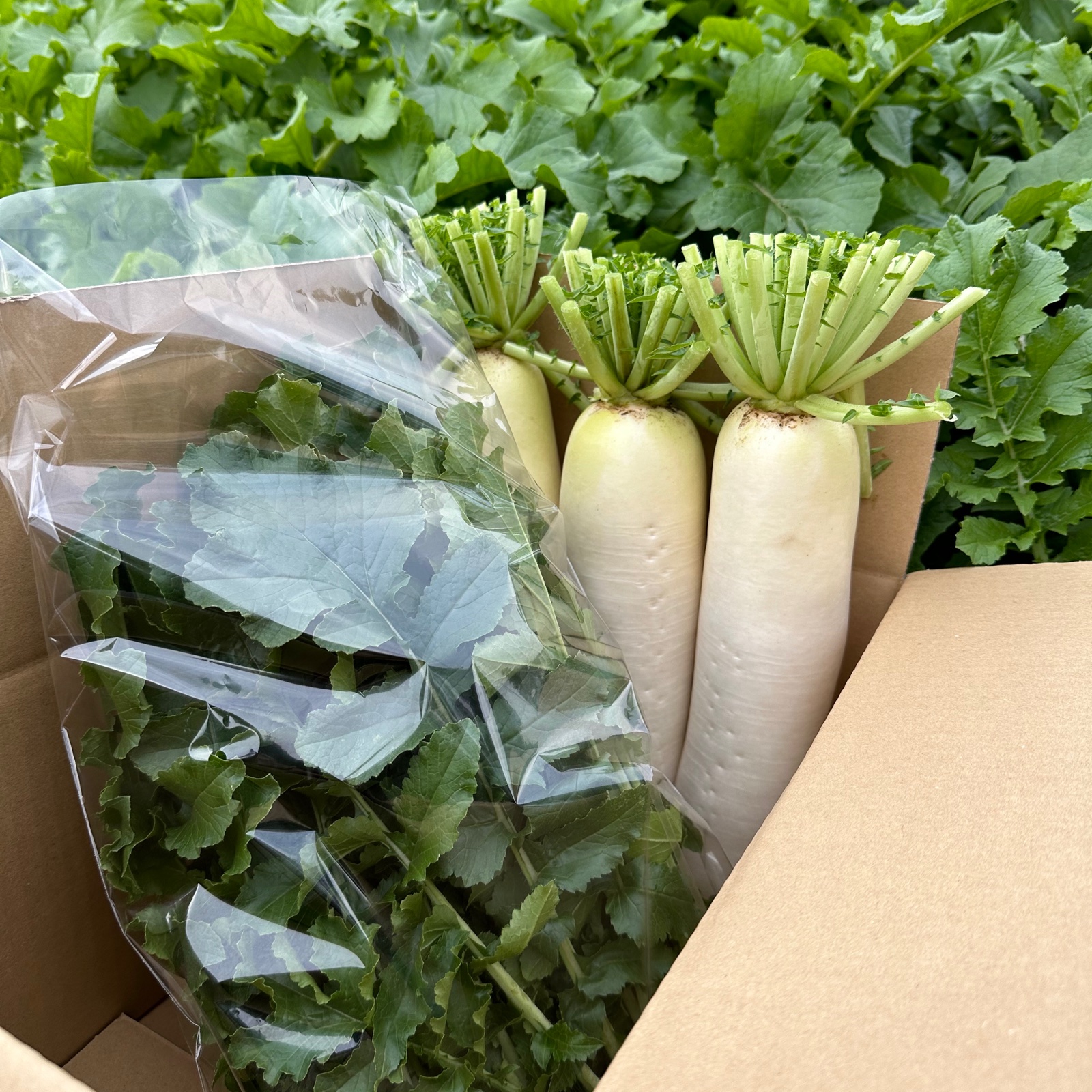 三浦半島産青首大根セット！葉付き！ ｜ 野菜/大根 産直アウル 農家
