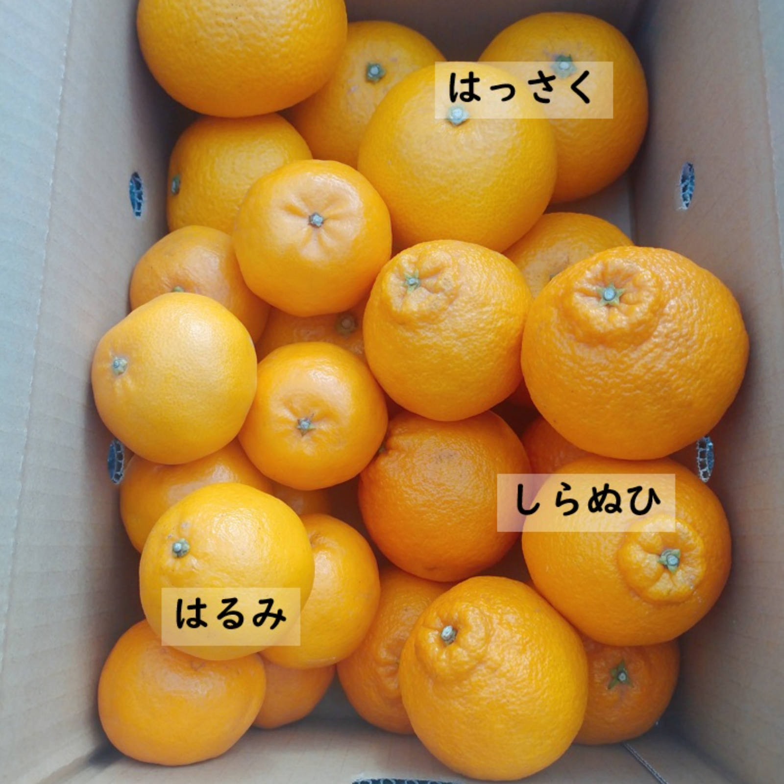 旬の柑橘詰め合わせセット]讃岐しらぬひ & はるみ & はっさく 約5kg
