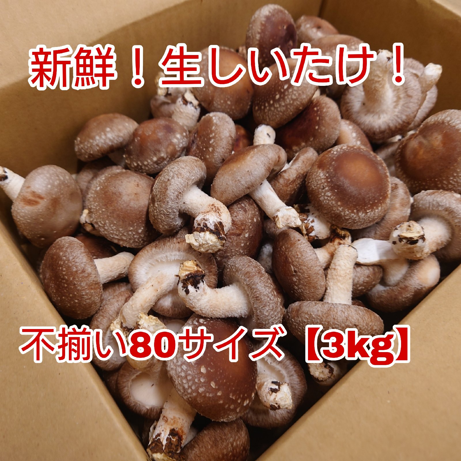 新鮮 シイタケ 226g 自然採取 Takenon（静岡県・藤枝市）｜生産者詳細｜産直アウル